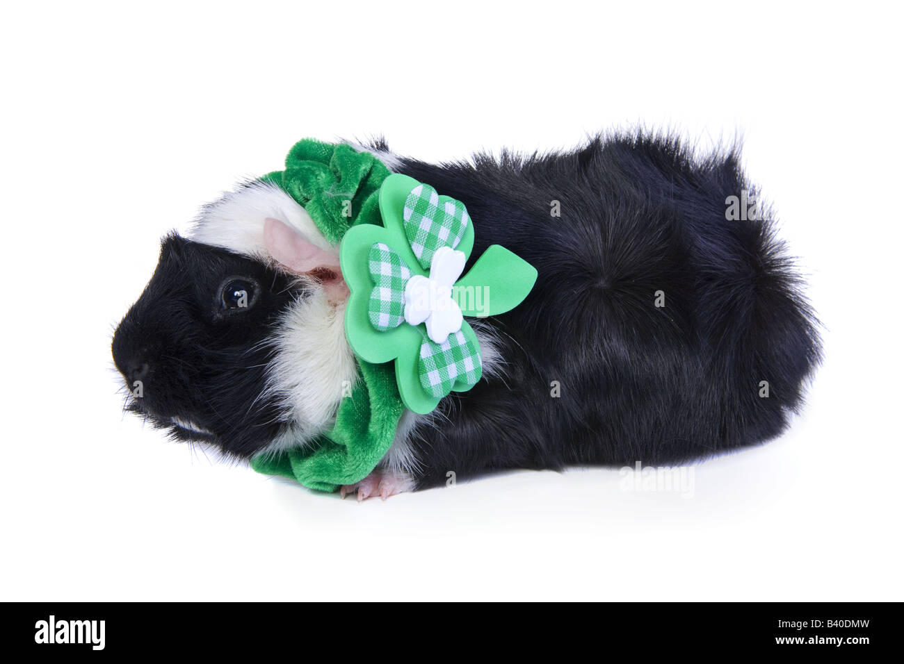 Cute Black and white St Patricks Day Guinea pig or Cavy isolated on white background Stock Photo