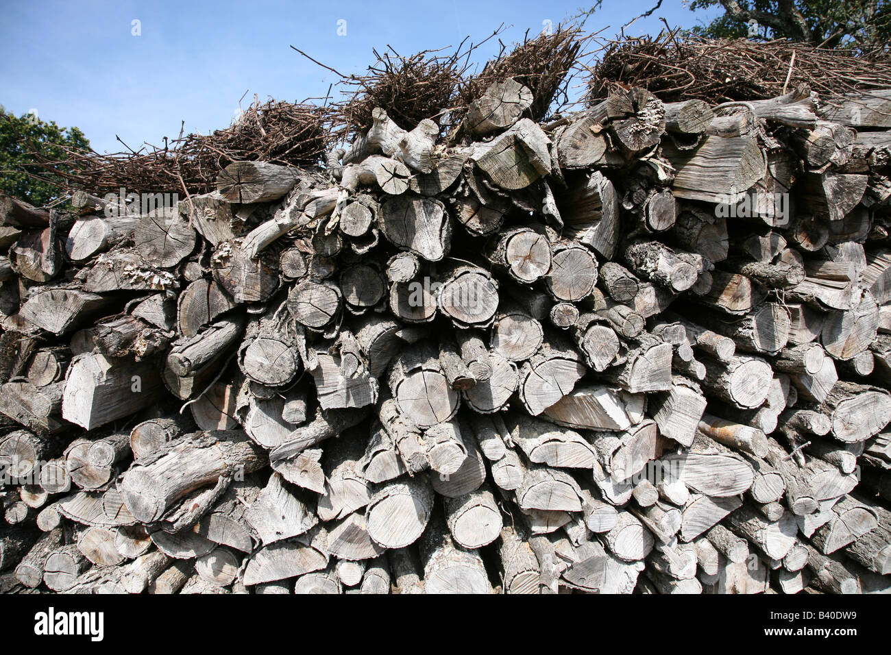A large pile of logs stacked up ready to use for fire wood Stock Photo