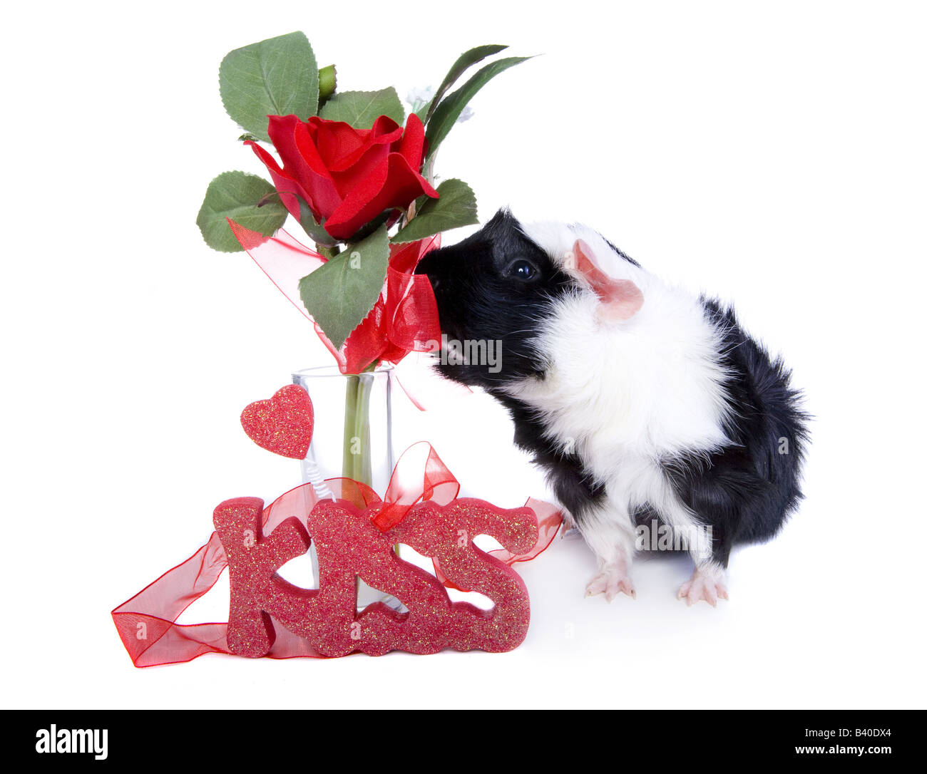 Cute Black and white Valentine Guinea pig or Cavy with red rose in a vase and a Kiss Stock Photo