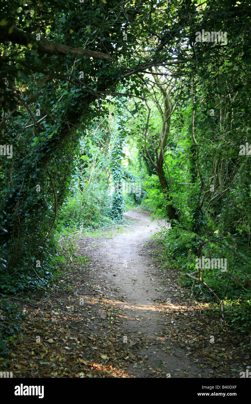 Woodland path arch archway hi-res stock photography and images - Alamy