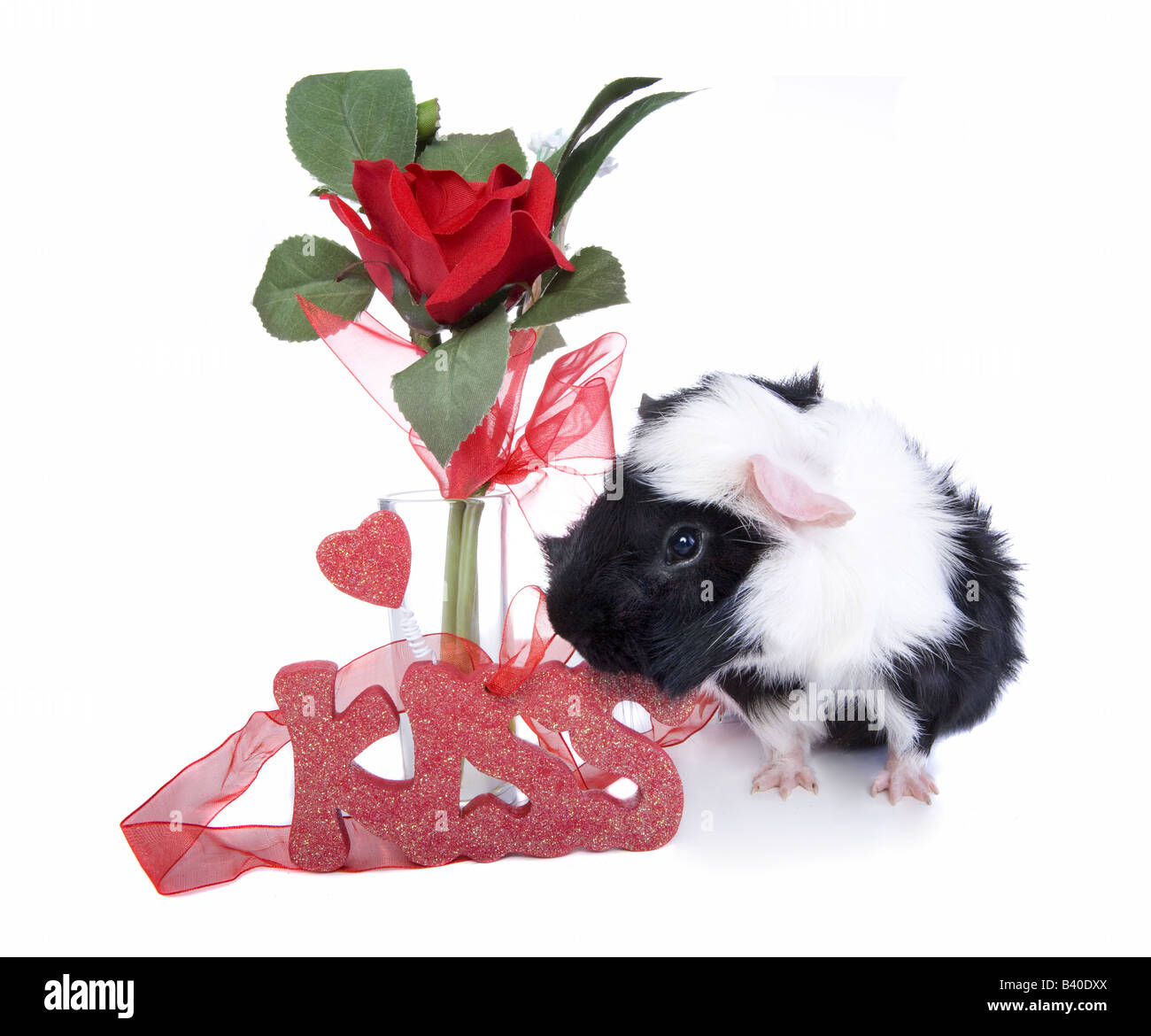 Cute Black and white Valentine Guinea pig or Cavy with red rose in a vase and a Kiss Stock Photo
