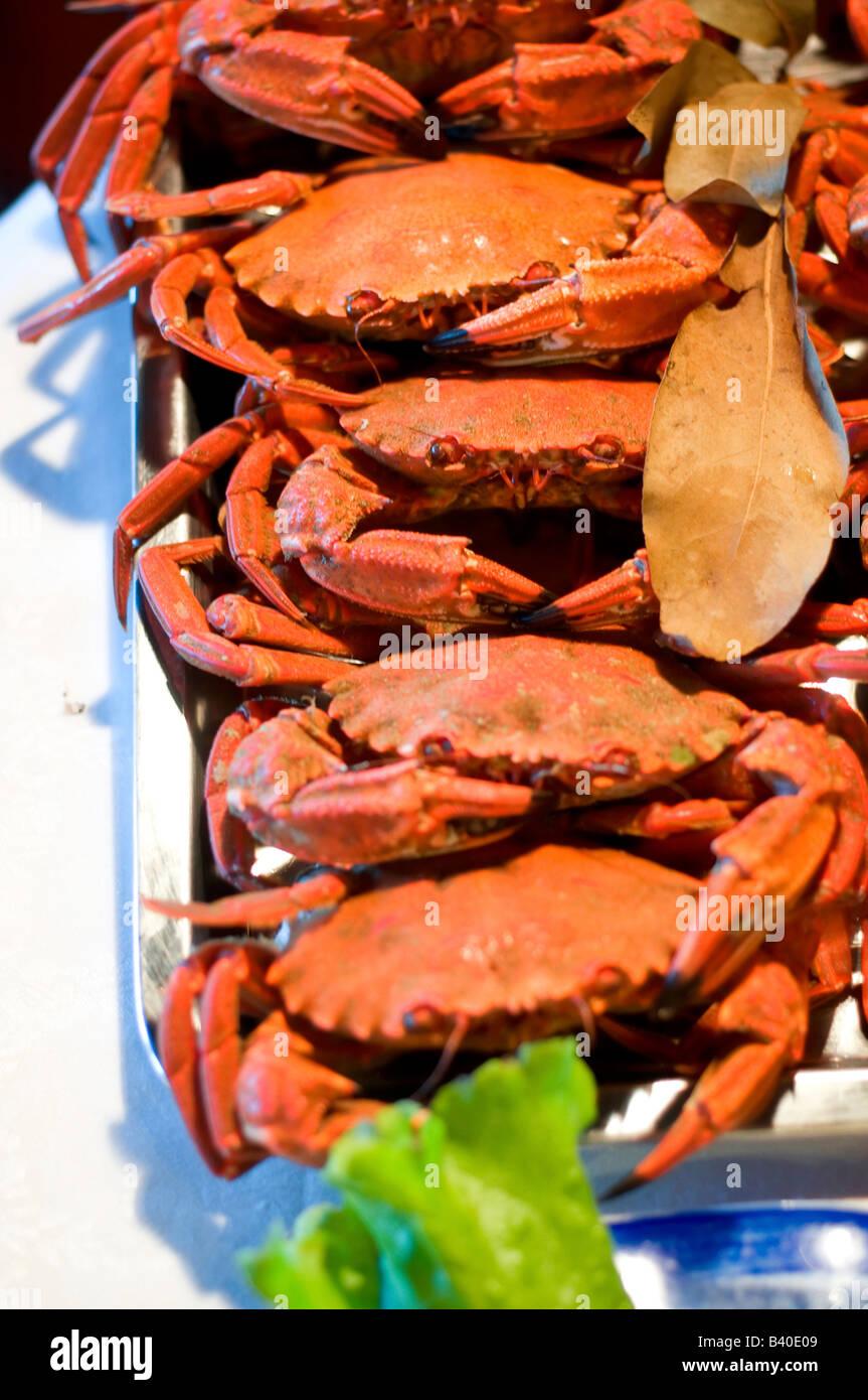 Spider crabs hires stock photography and images Alamy