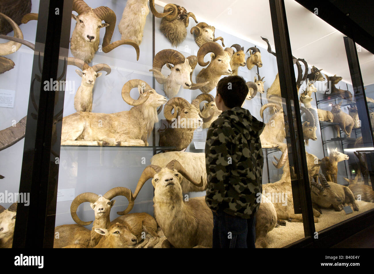 Child at the Natural History Museum Tring , Buckinghamshire , uk Stock Photo