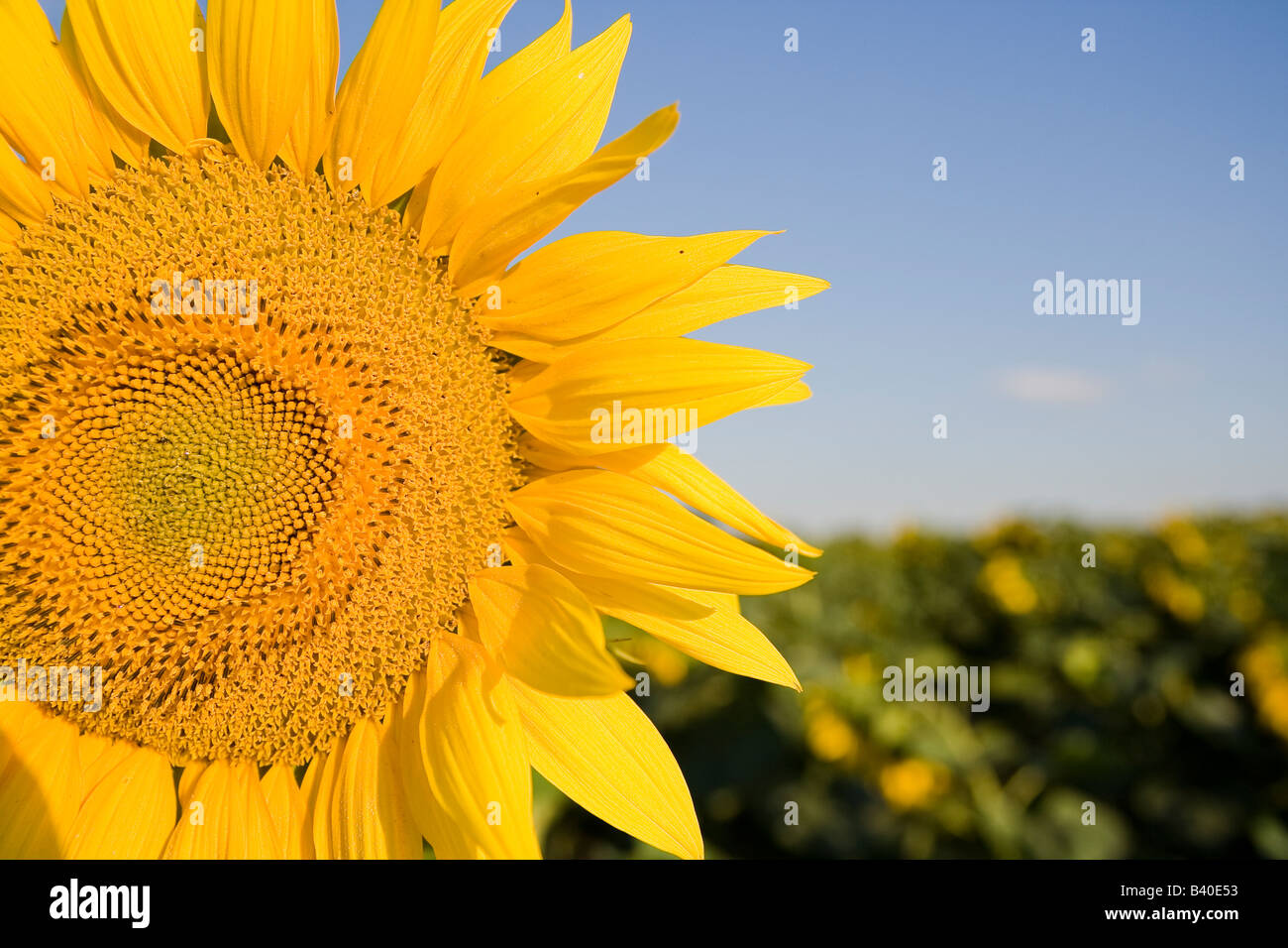 sunflower in field Stock Photo - Alamy