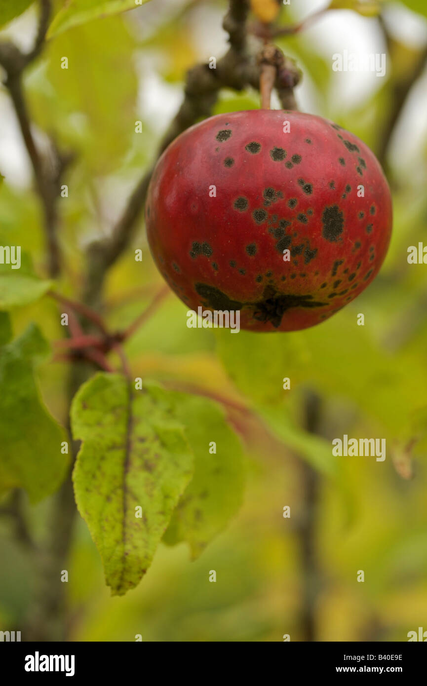 Red apple with apple scab Stock Photo