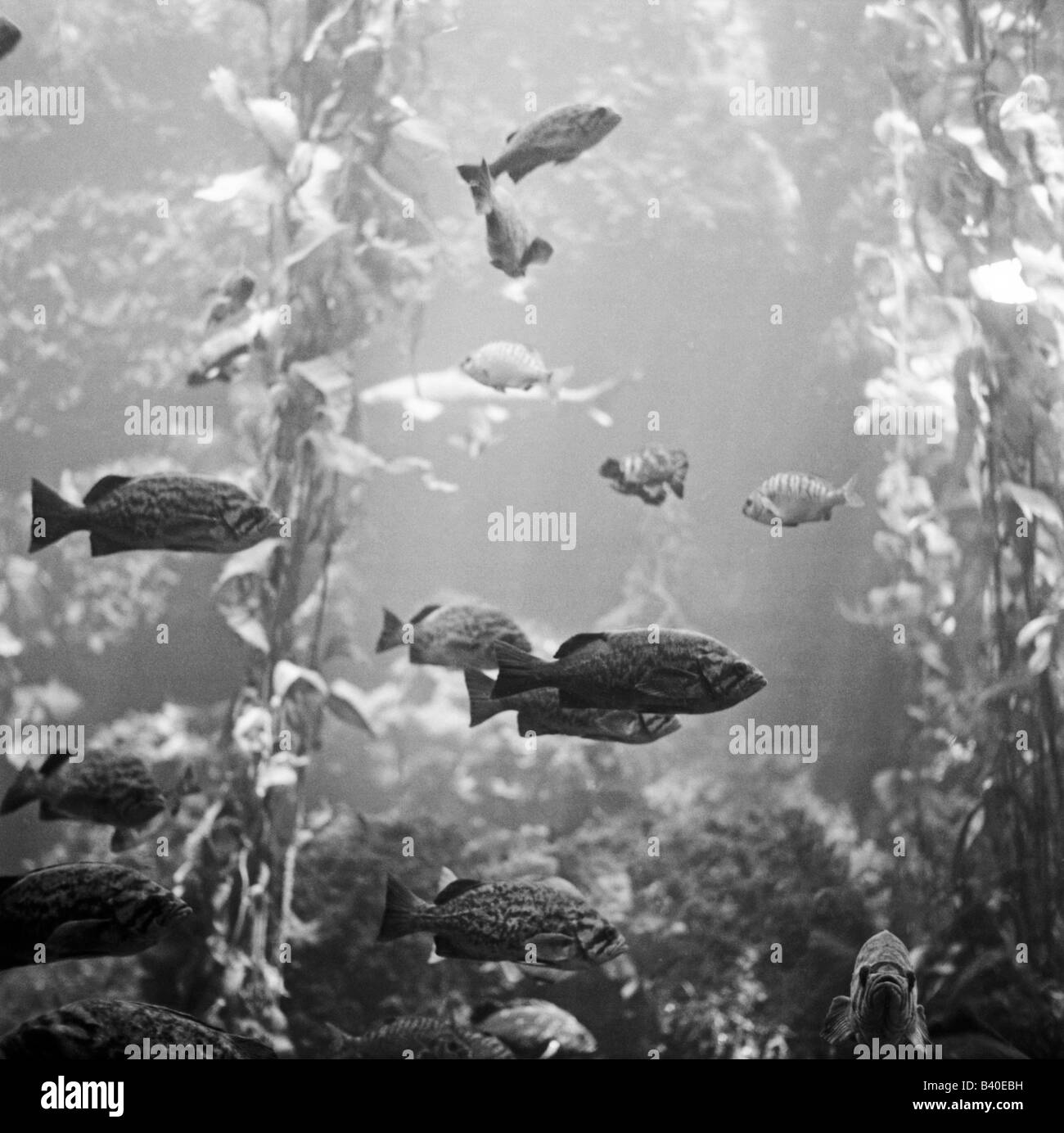Fish swimming underwater black Black and White Stock Photos Images