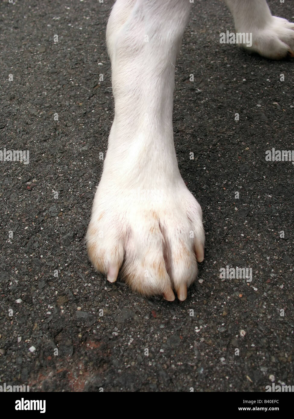 A dogs white paw standing on the asphalt Stock Photo Alamy