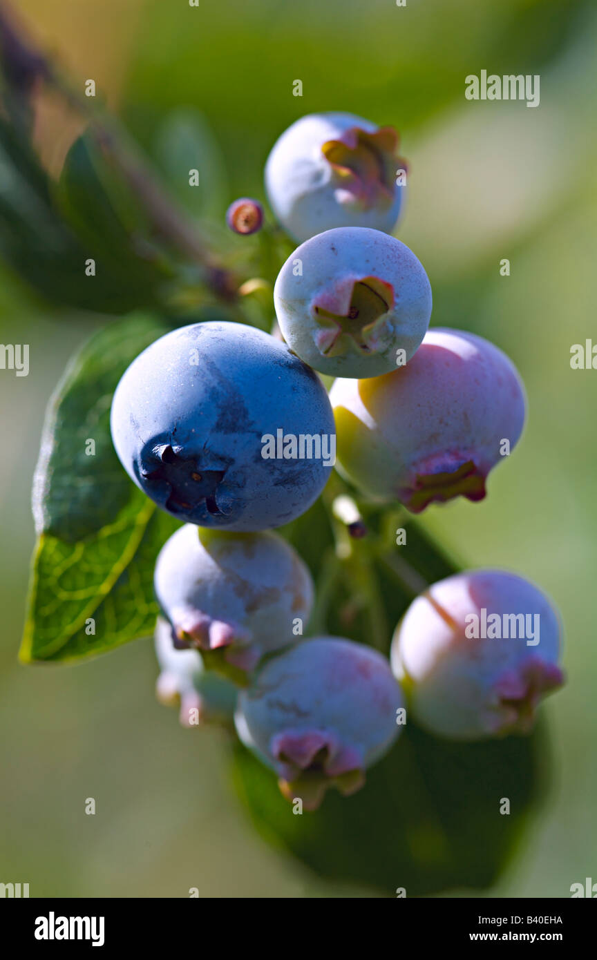 Blueberries on vine Stock Photo Alamy