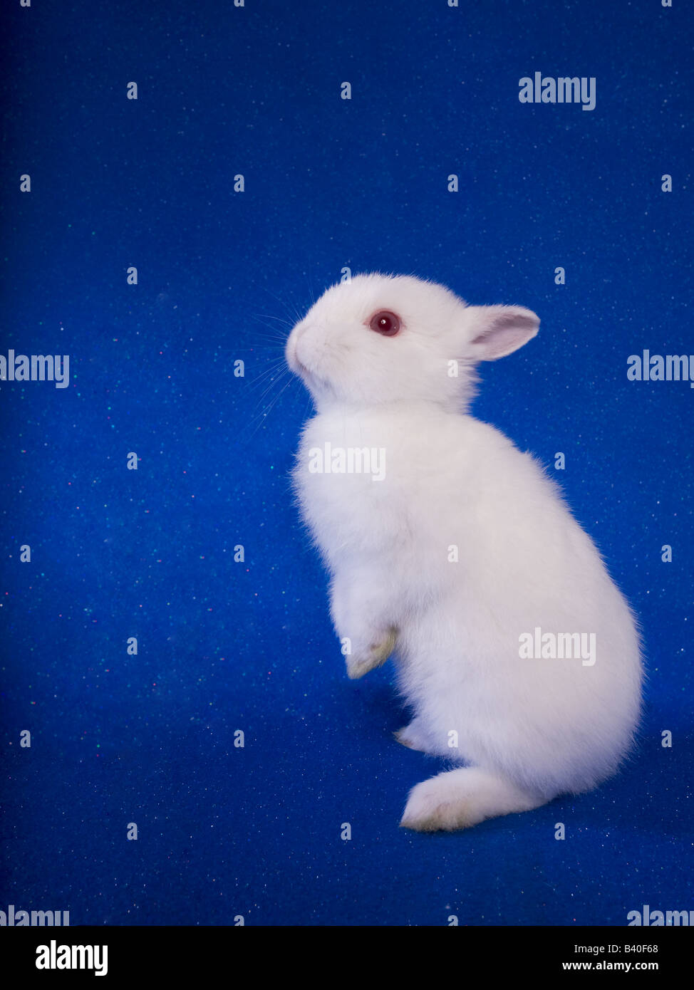 Bunny with blue eyes hi-res stock photography and images - Alamy