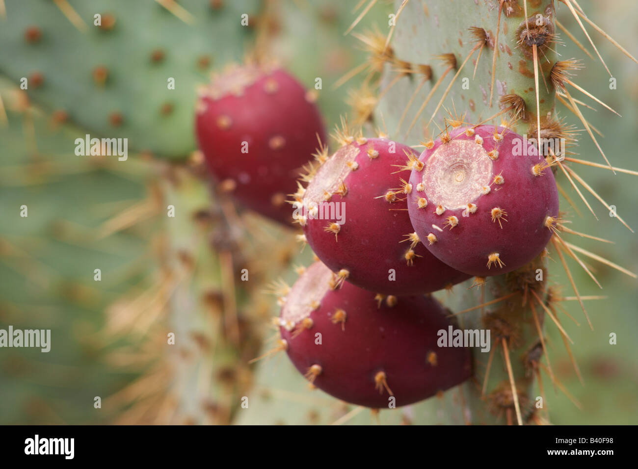 Prickly pear cactus plant with fruit (Opuntia engelmannii) Jardin