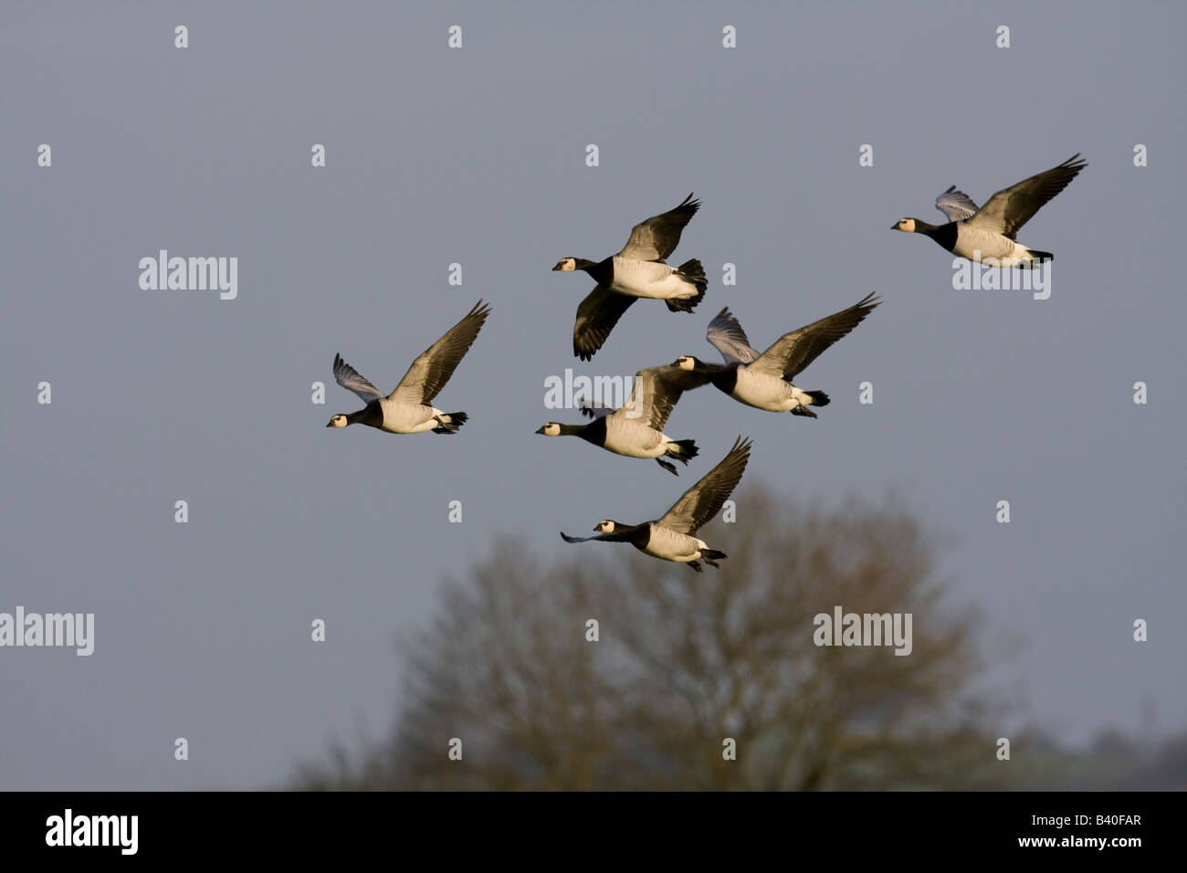 Group of Barnacle geese Branta leucopsis in flight together Stock Photo