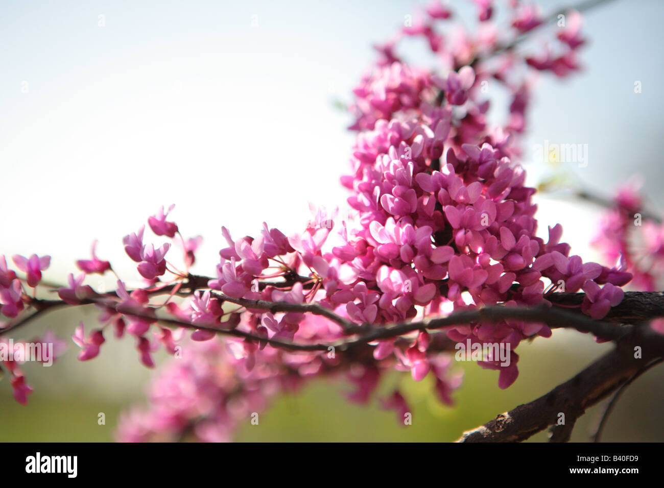 FLOWERING REDBUD TREE BRANCH CERCIS CANADENSIS IN SPRING IN NORTHERN ILLINOIS USA Stock Photo