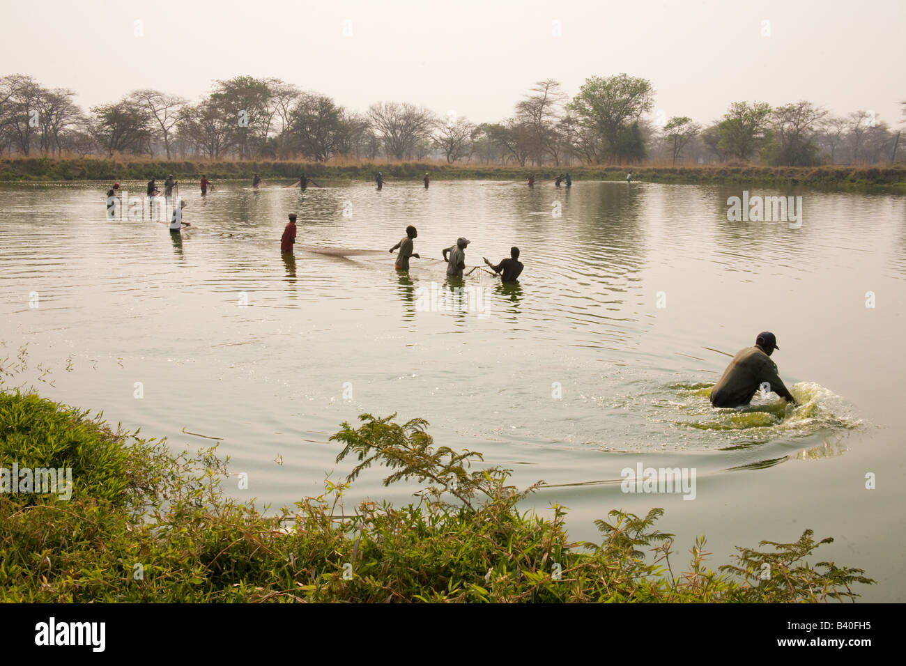 Harvesting tilapia fish from ponds at Kafuie Fisheries the largest