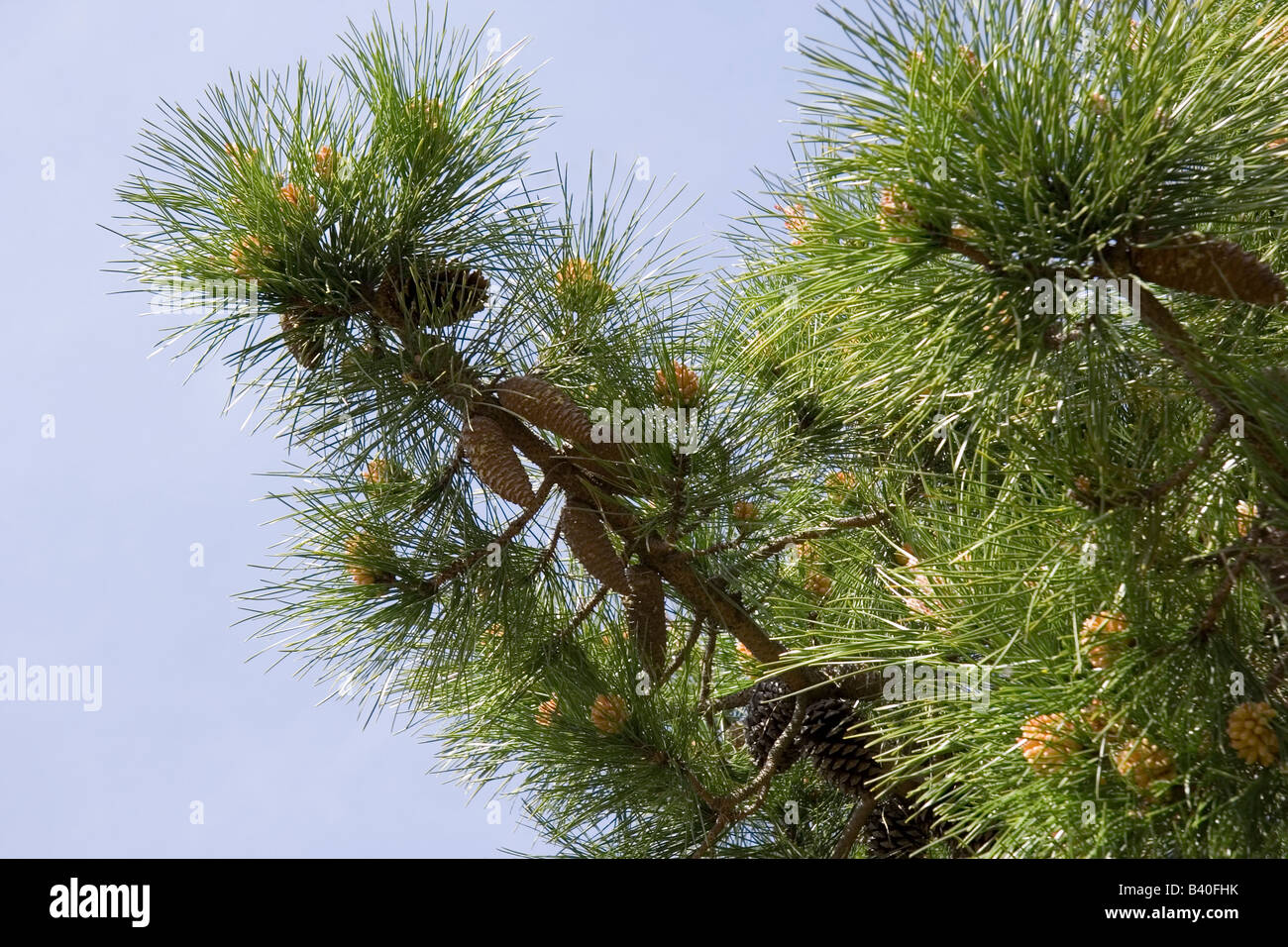 Pinus pinea cone hi-res stock photography and images - Alamy