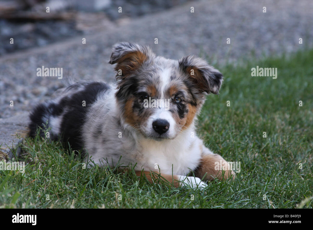 Shepherd puppy, with two different colored eyes, looks inquisitively at camera Stock Photo - Alamy