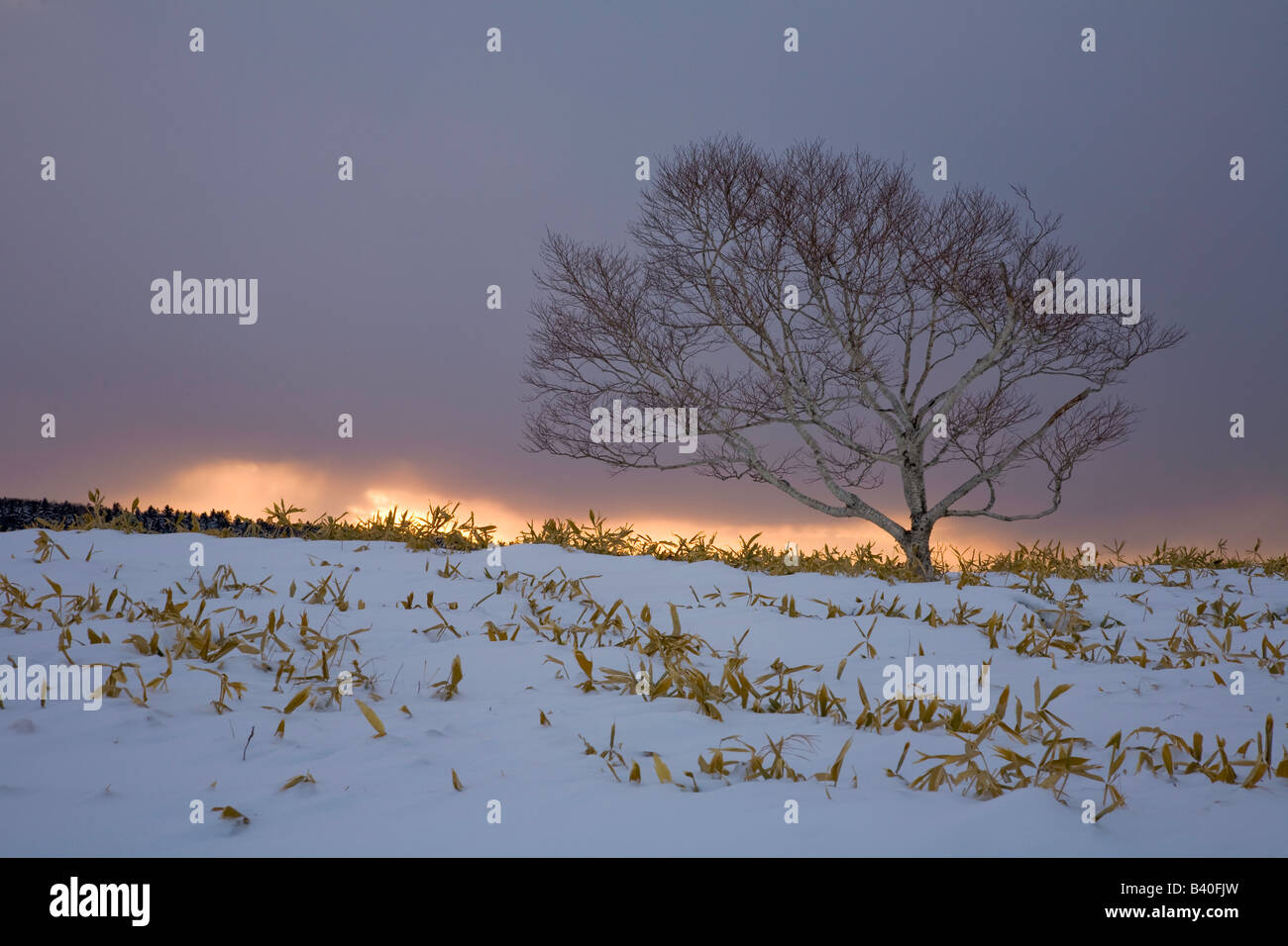 Akan National Park Hokkaido Island Japan Single tree on a snow covered ...