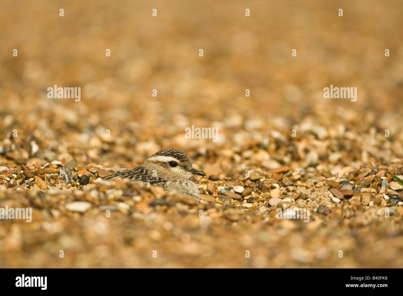 Juvenile Dotterel (Charadrius morinellus) on shingle beach, Suffolk, England, UK Stock Photo