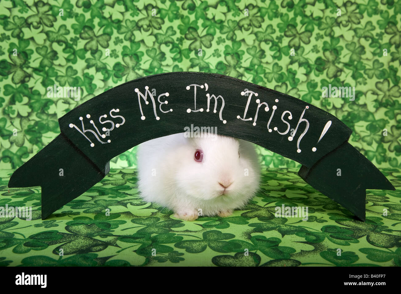 St Patricks Day white Netherland Dwarf Bunny Rabbit on green clover background with sign that say s Kiss me I m Irish Stock Photo