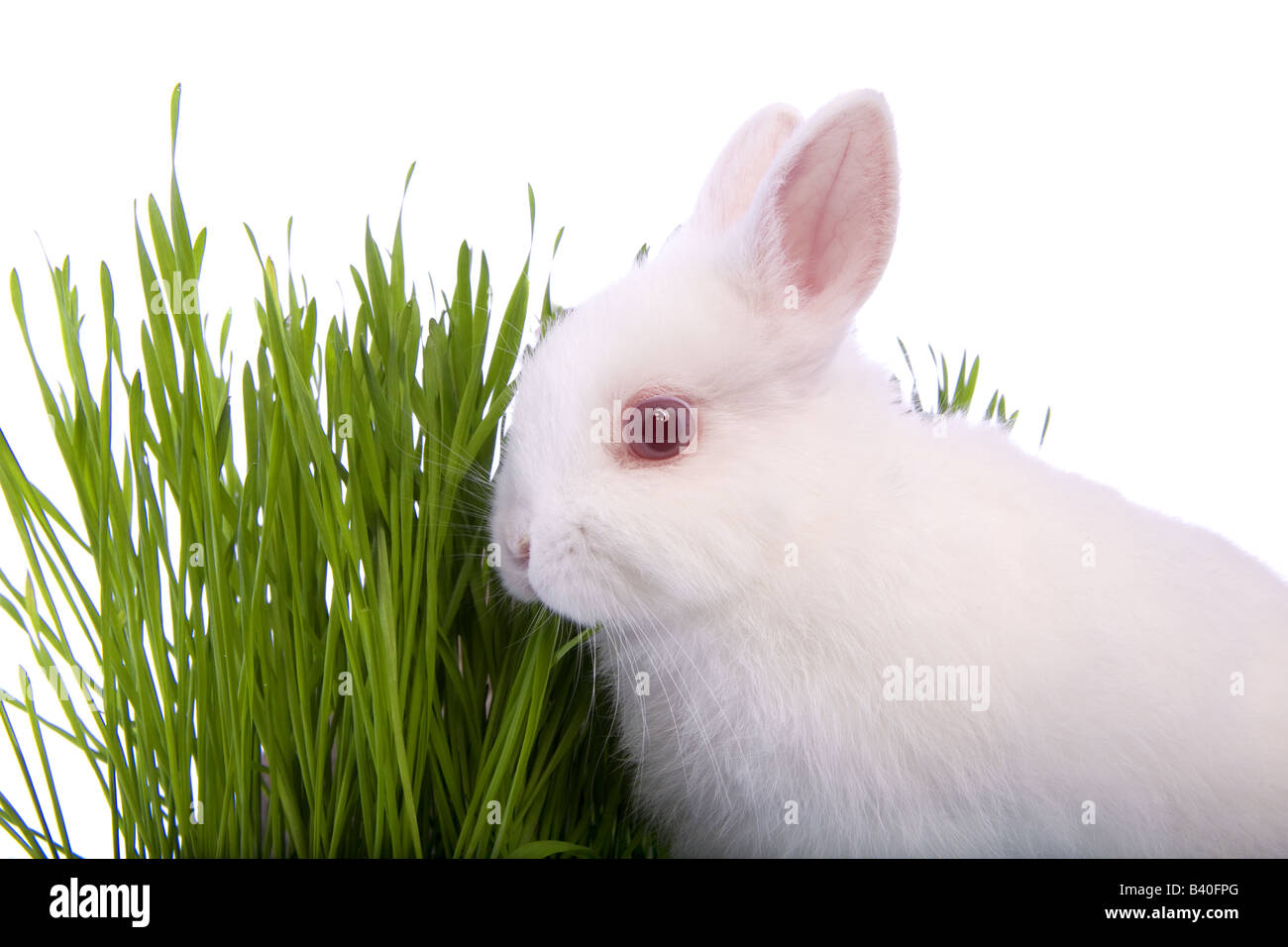 White Netherland Dwarf bunny rabbit eating grass isolated on white