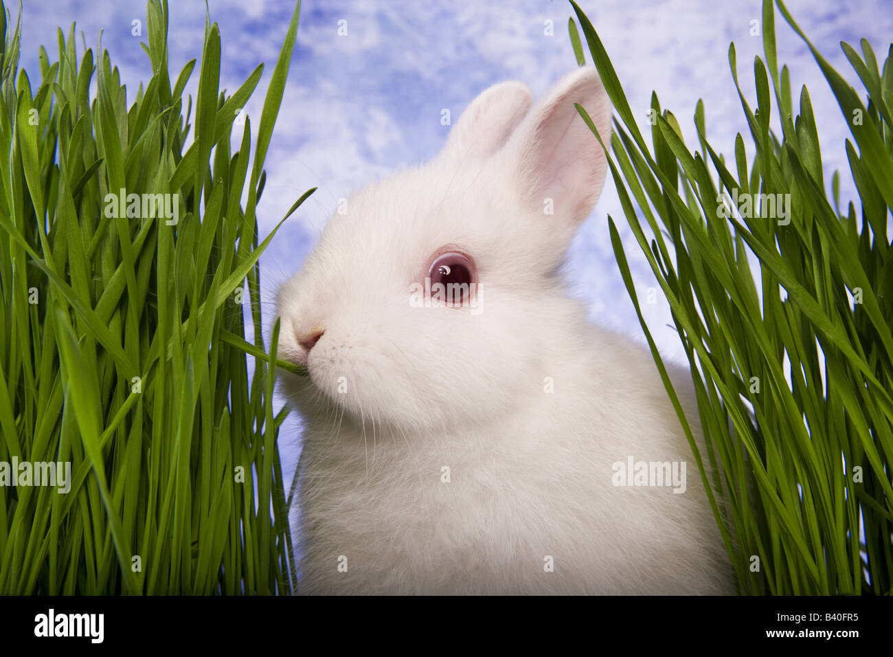 White Netherland Dwarf bunny rabbit eating grass with blue sky