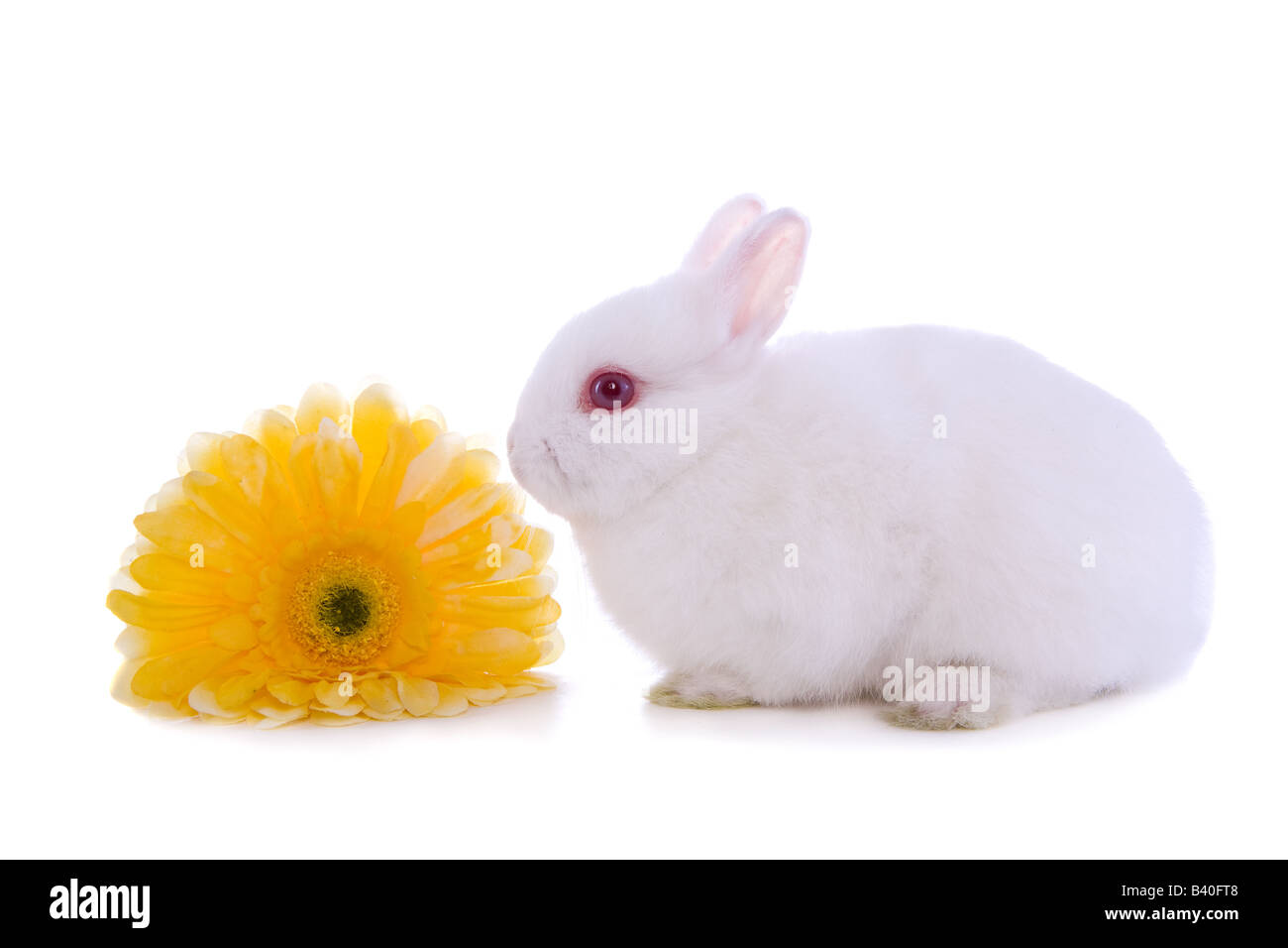 Cute spring baby white Netherland Dwarf bunny rabbit with yellow Gerber daisy flower isolated on white background Stock Photo