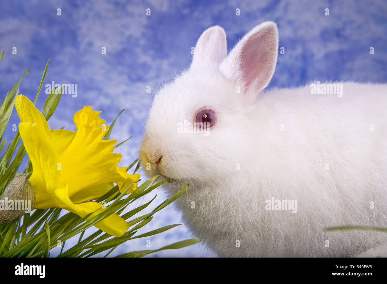 White Netherland Dwarf bunny rabbit eating grass with blue sky