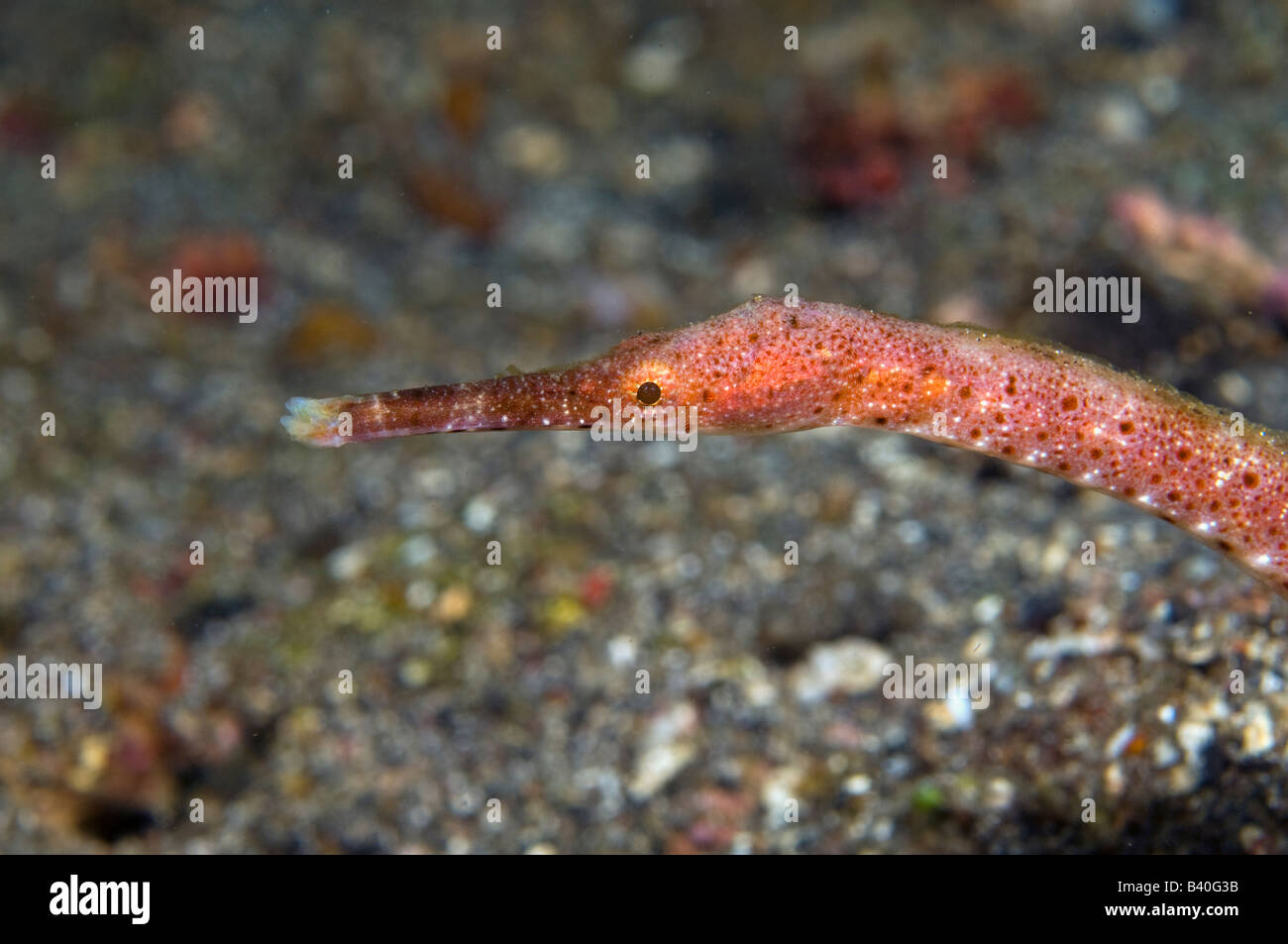 Stick pipefish in Lembeh Strait, Indonesia Stock Photo