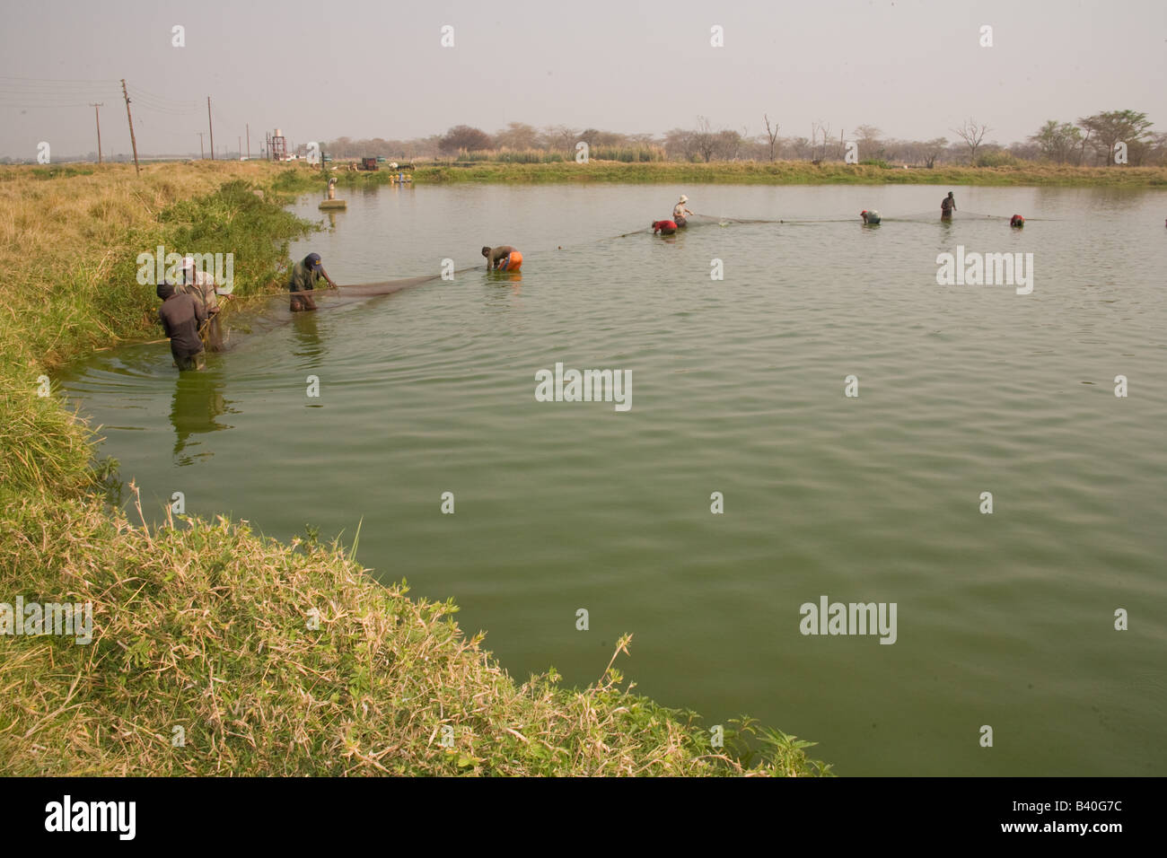 Harvesting tilapia fish from ponds at Kafue Fisheries the largest