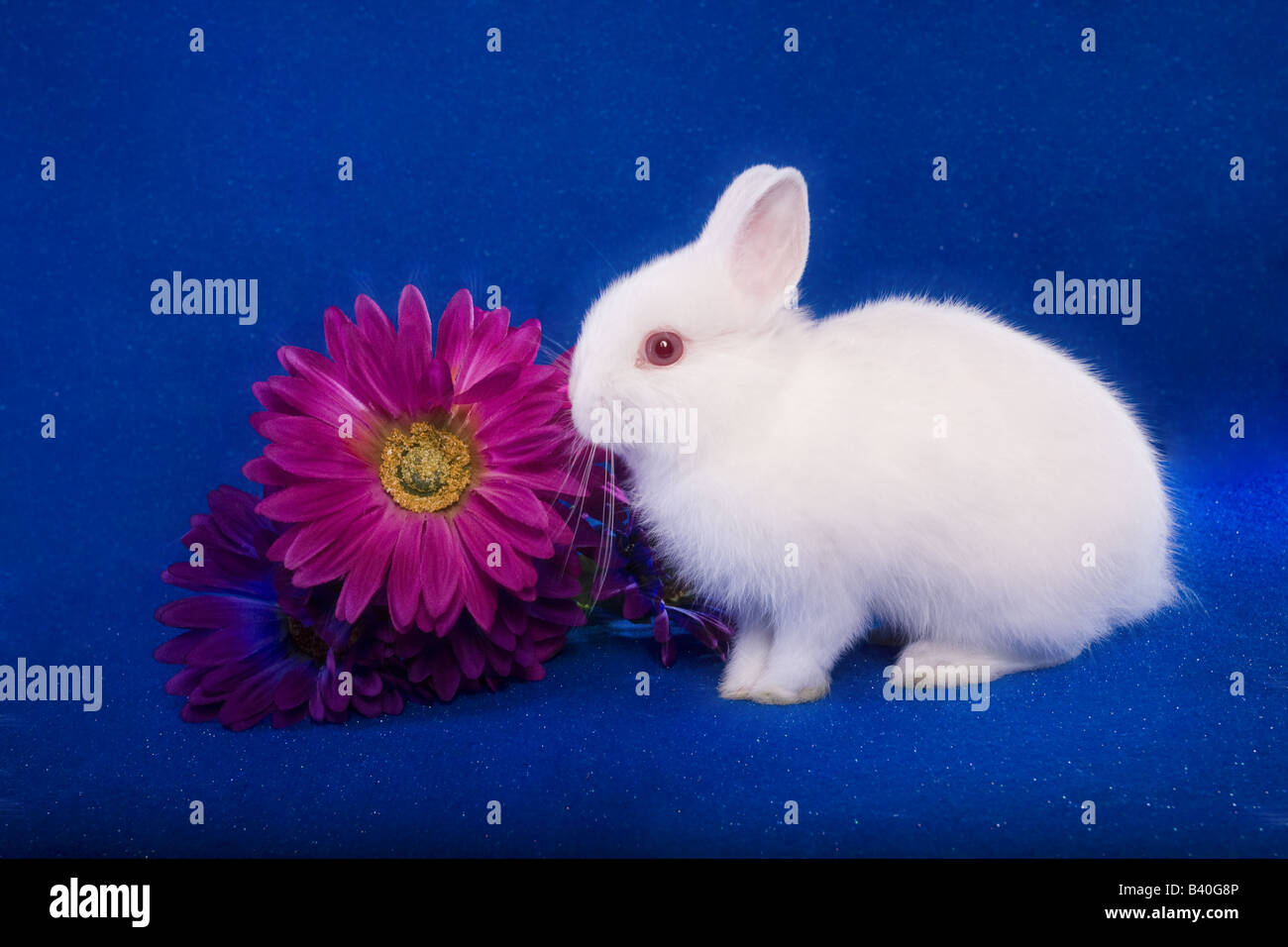Netherland Dwarf bunny rabbit on blue background with pink Gerber daisy Stock Photo