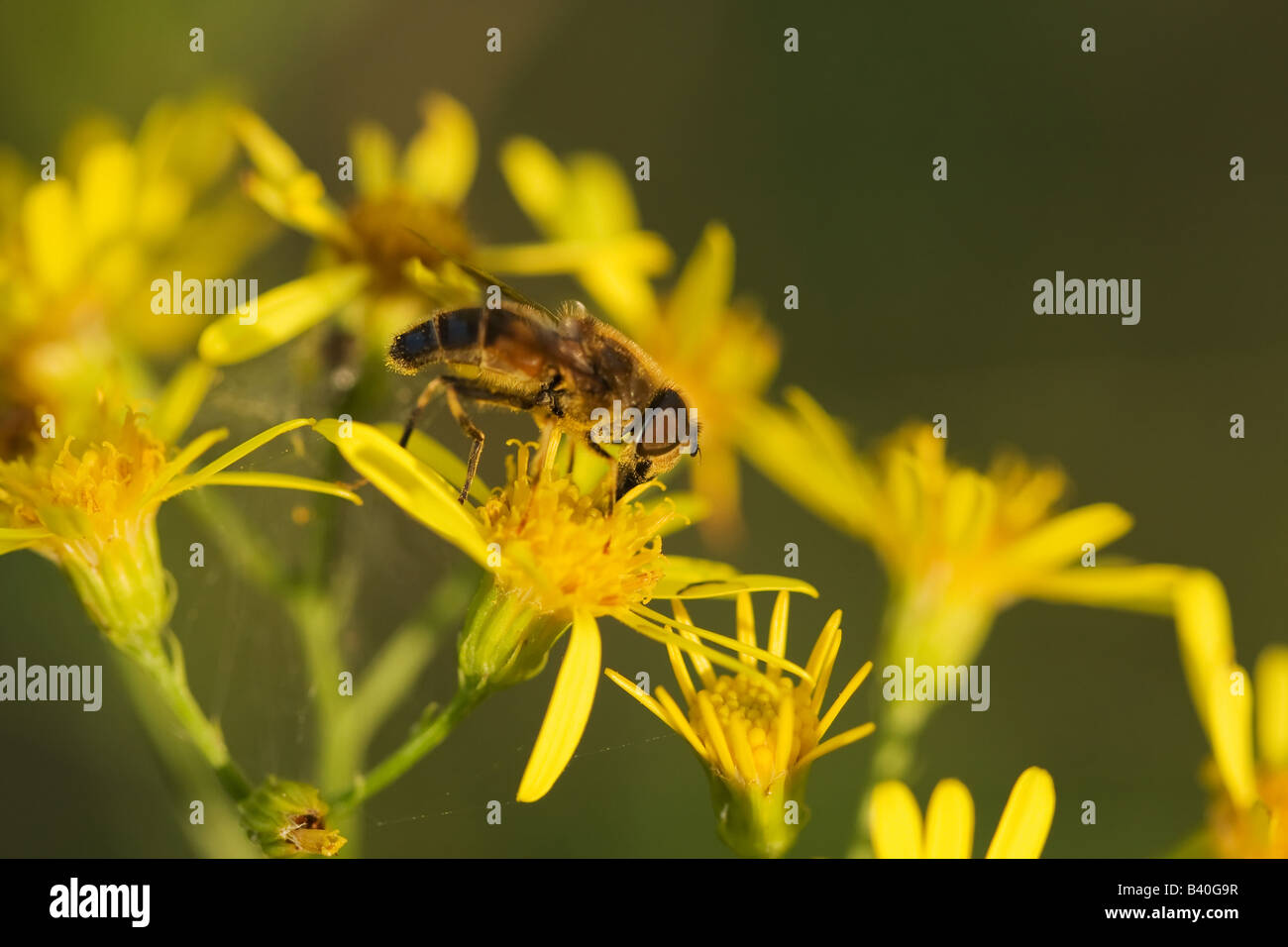 Macro of a drone fly collecting nectar from woodland flowers Stock Photo