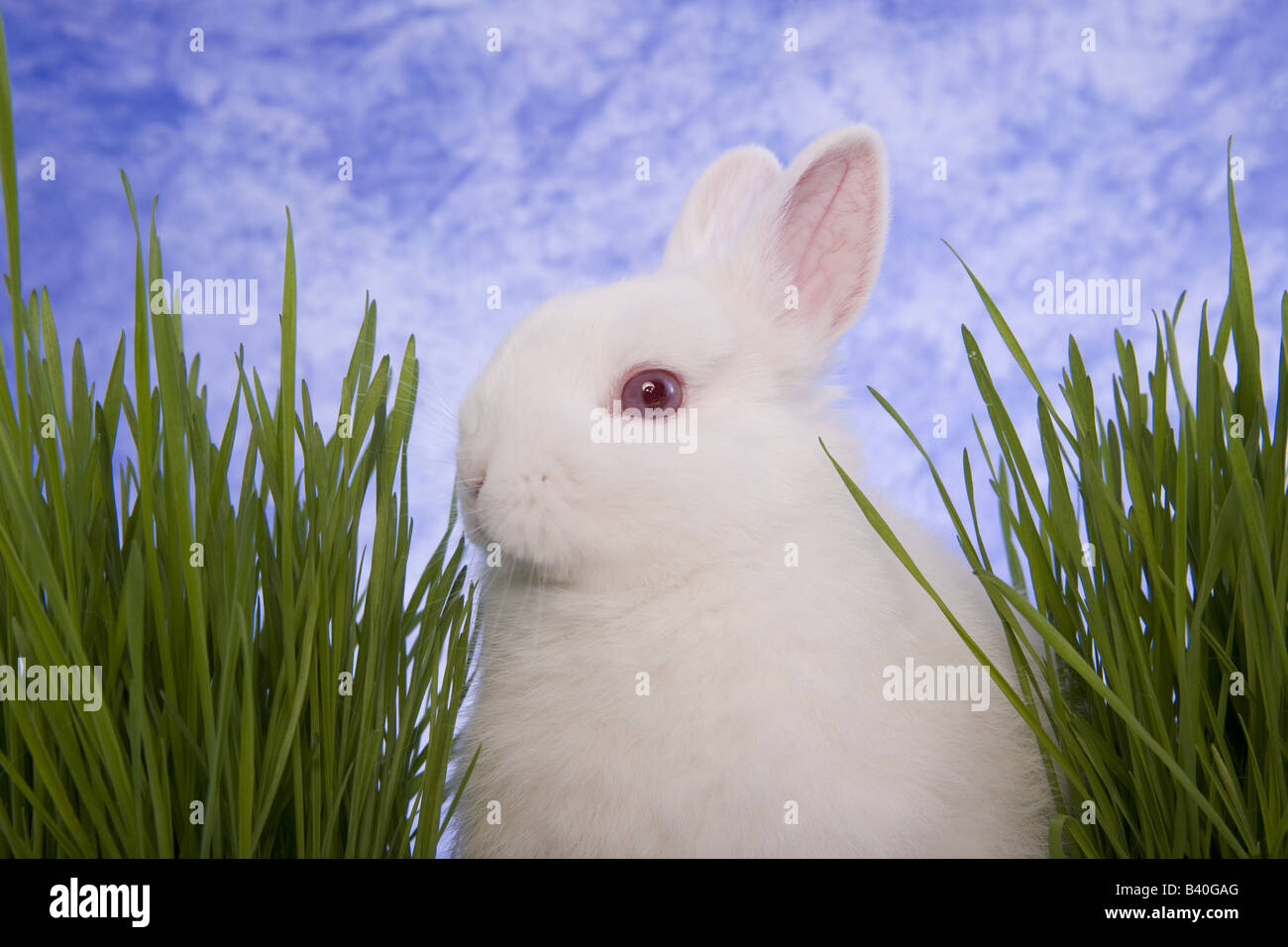 White Netherland Dwarf Bunny Rabbit eating with green grass and blue