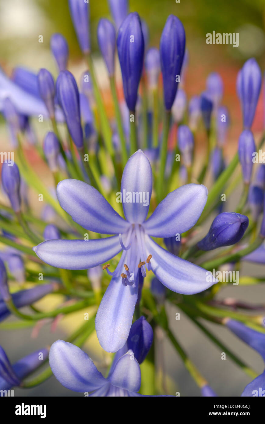Agapanthus 'Lily of the Nile' Agapatha blue purple flower Mediterranean gardening. Travel nature Stock Photo