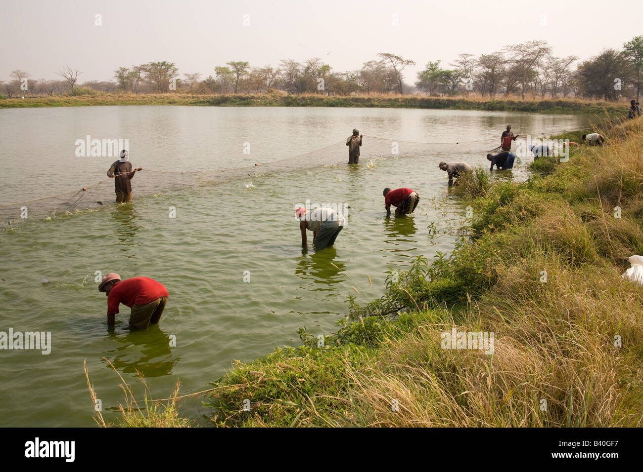 Harvesting tilapia fish from ponds at Kafuie Fisheries the largest
