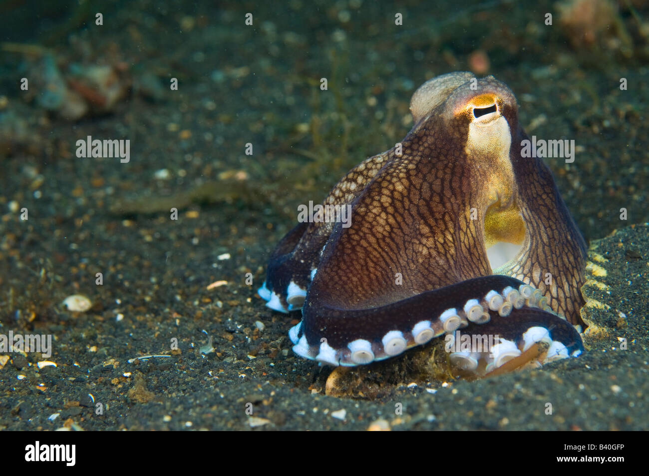 Veined octopus Octopus marginatus in Lembeh Strait Indonesia Stock