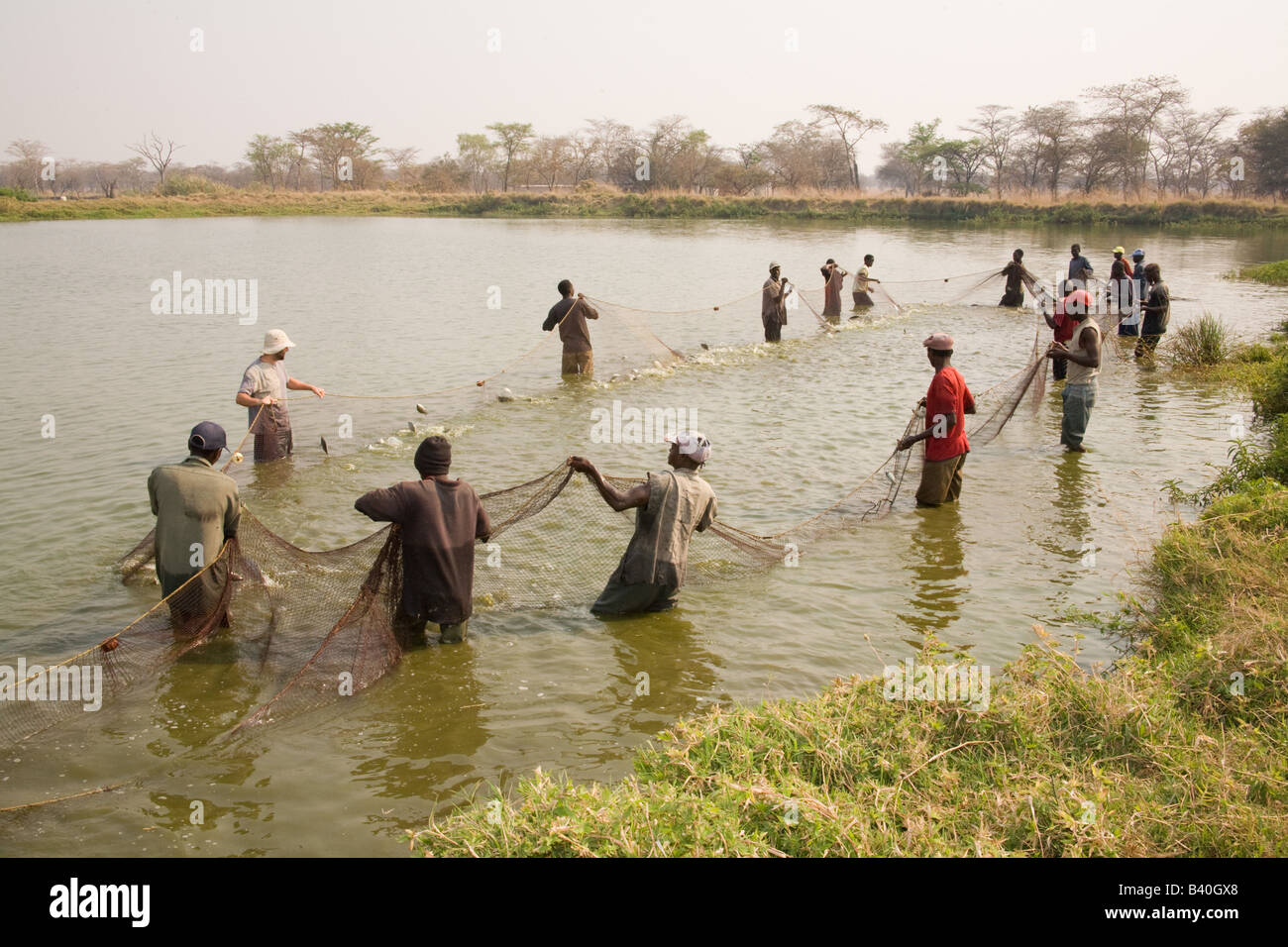 Harvesting tilapia fish from ponds at Kafue Fisheries the largest