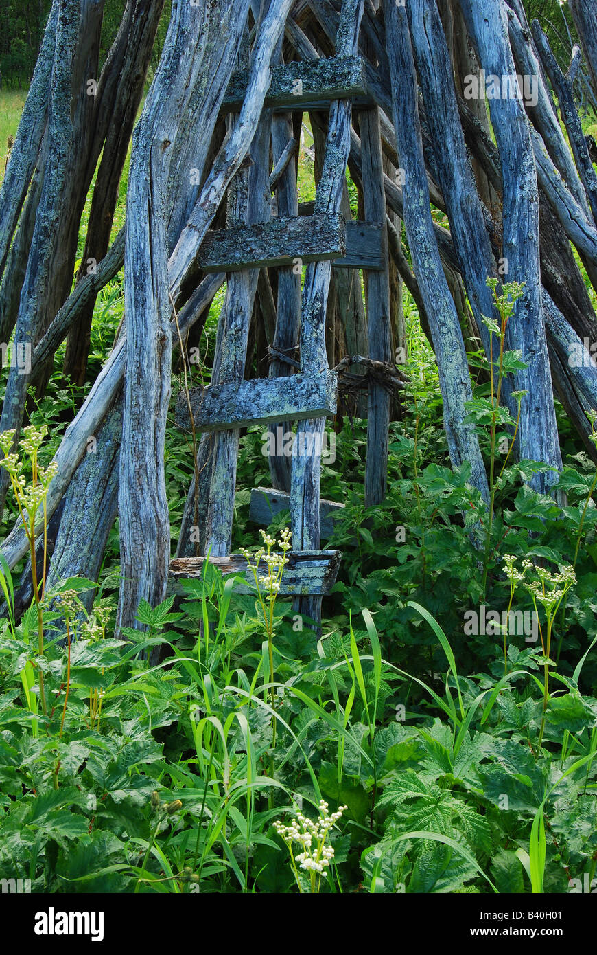 Hay drying rack, Laiseliden, Vasterbottenslan, Swedish Lapland, Sweden