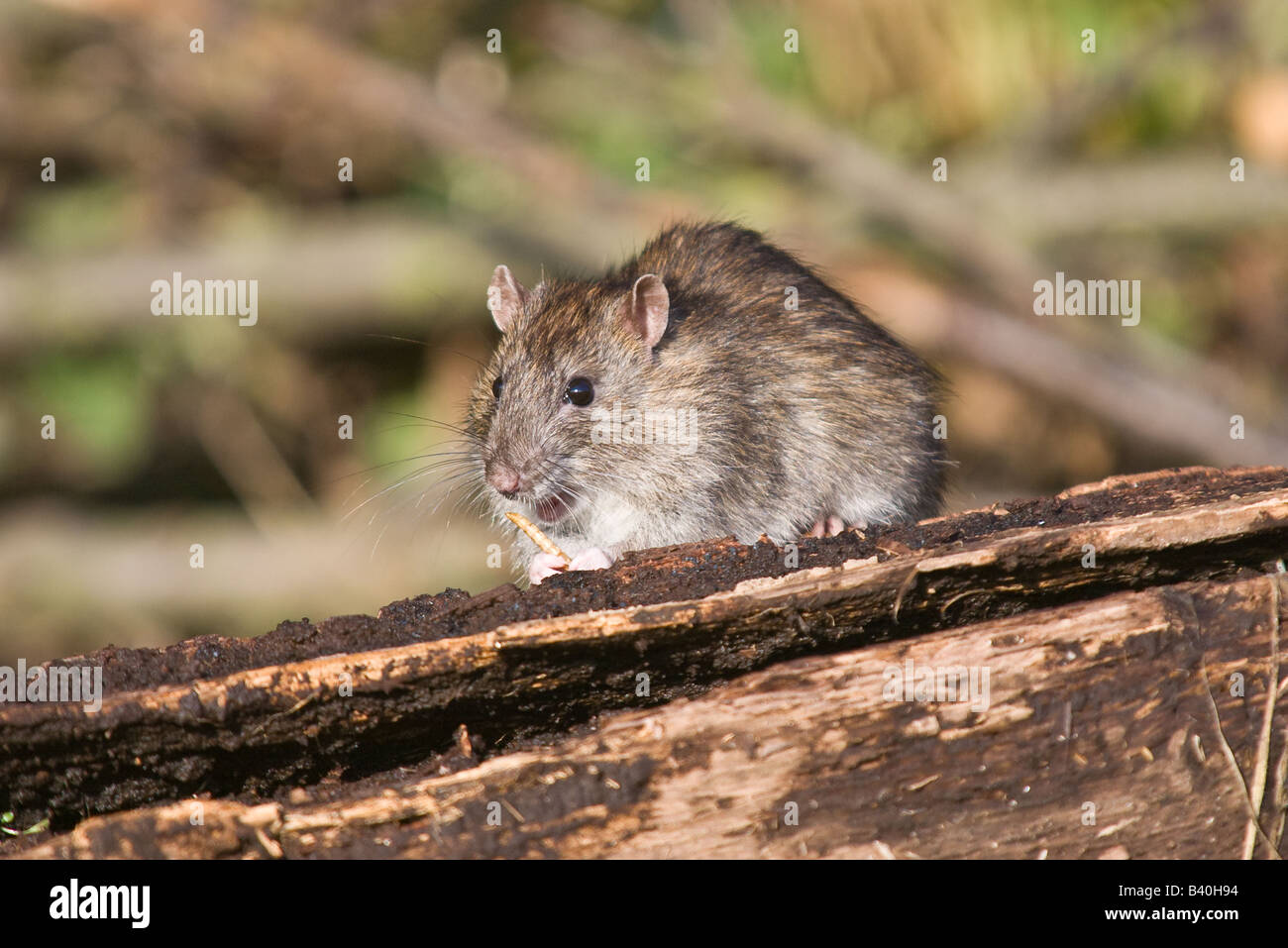 Brown Rat eating a mealworm Stock Photo Alamy
