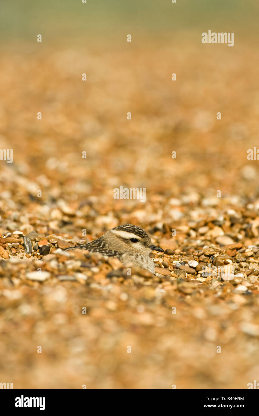 Juvenile Dotterel (Charadrius morinellus) on shingle beach, Suffolk, England, UK Stock Photo