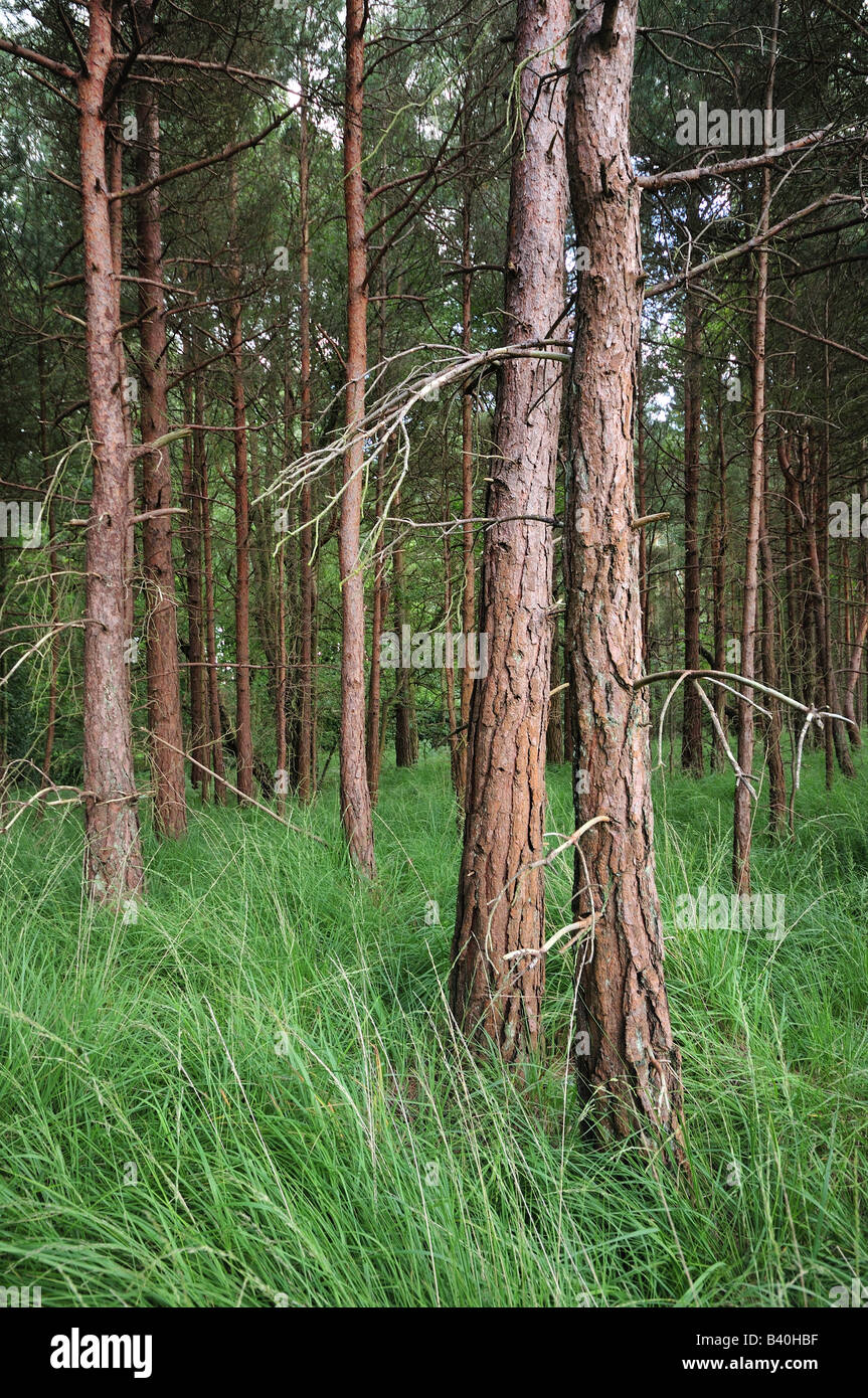 Wood woodland forest trees tree hi-res stock photography and images - Alamy
