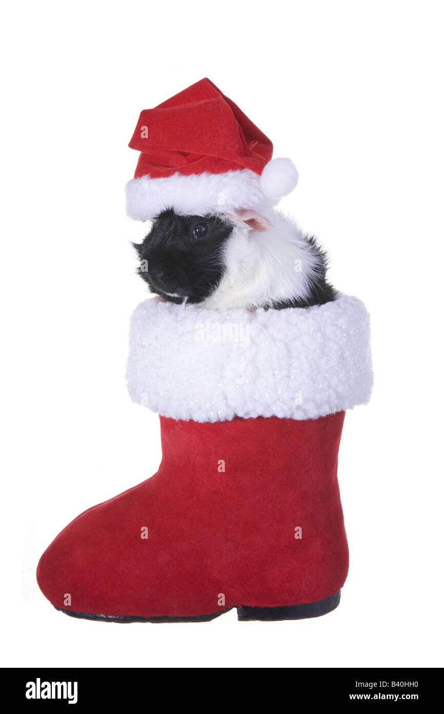 Cute Black and white Christmas Guinea pig or Cavy inside Santa s boot wearing Christmas hat isolated on white background Stock Photo