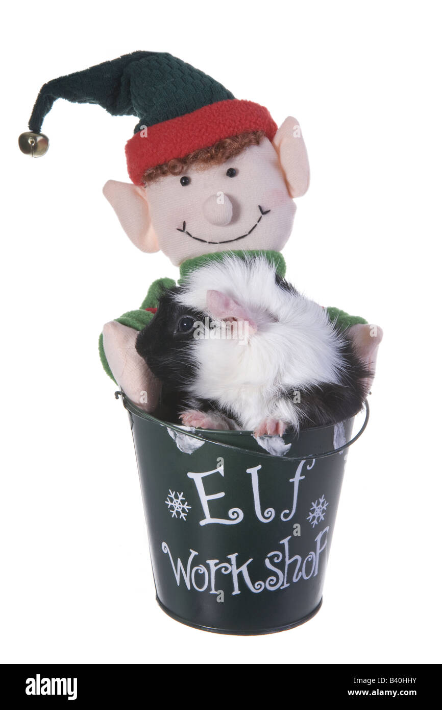 Cute Black and white Christmas Guinea pig or Cavy inside elf bucket that say s Elf Workshop isolated on white background Stock Photo