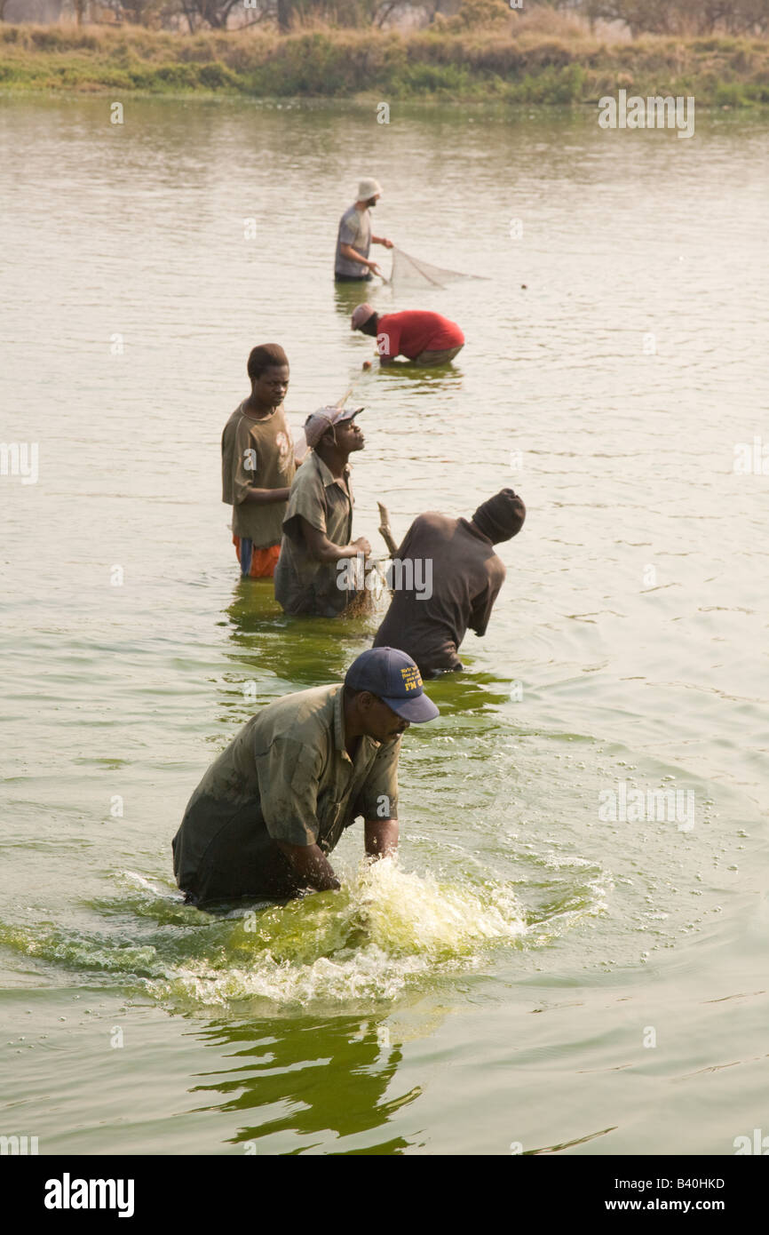 Harvesting tilapia fish from ponds at Kafue Fisheries the largest