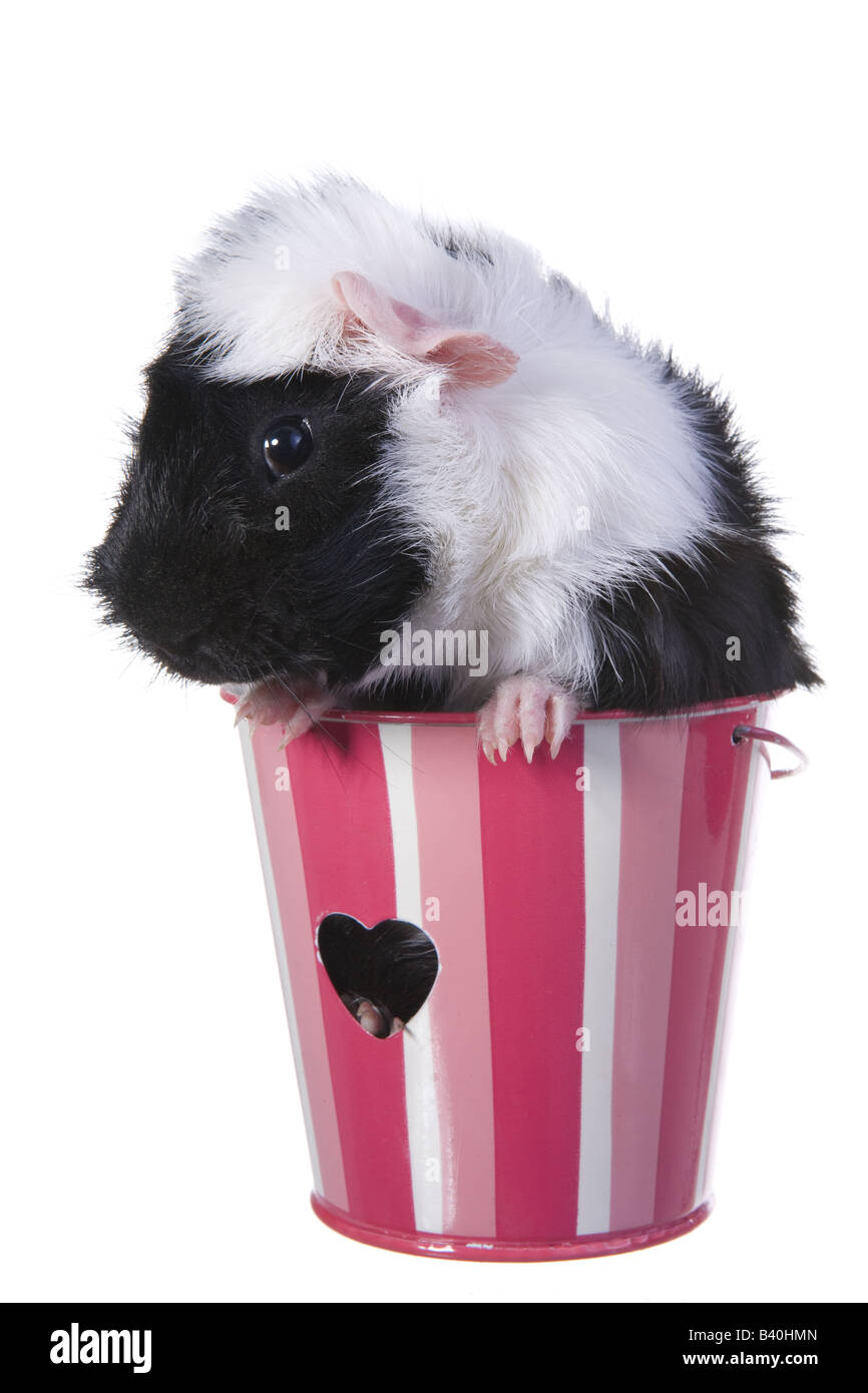 Cute Black and white Valentine Guinea pig or Cavy in pink striped bucket with heart isolated on white Stock Photo