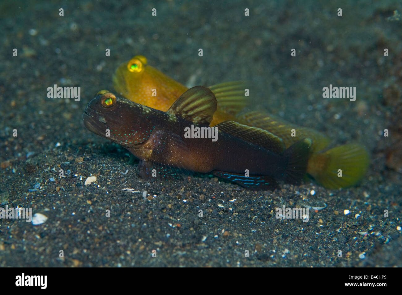 A Yellow Shrimp Goby Cryptocentrus cinctus shares a burrow with an unidentified Shrimp Goby Asterropteryx sp in Lembeh Strait Stock Photo