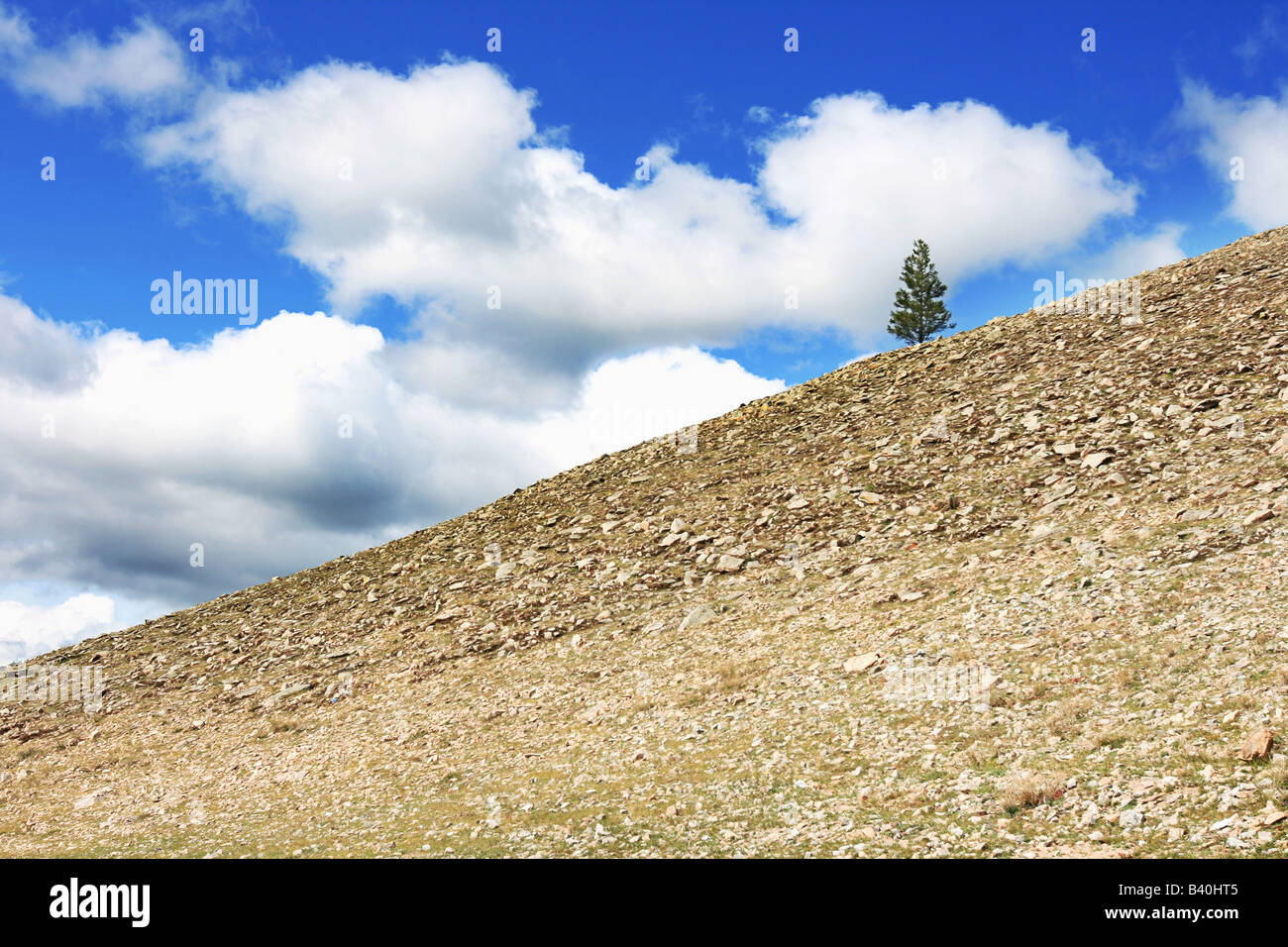 Lonely tree on the hill near the Baikal lake Stock Photo - Alamy