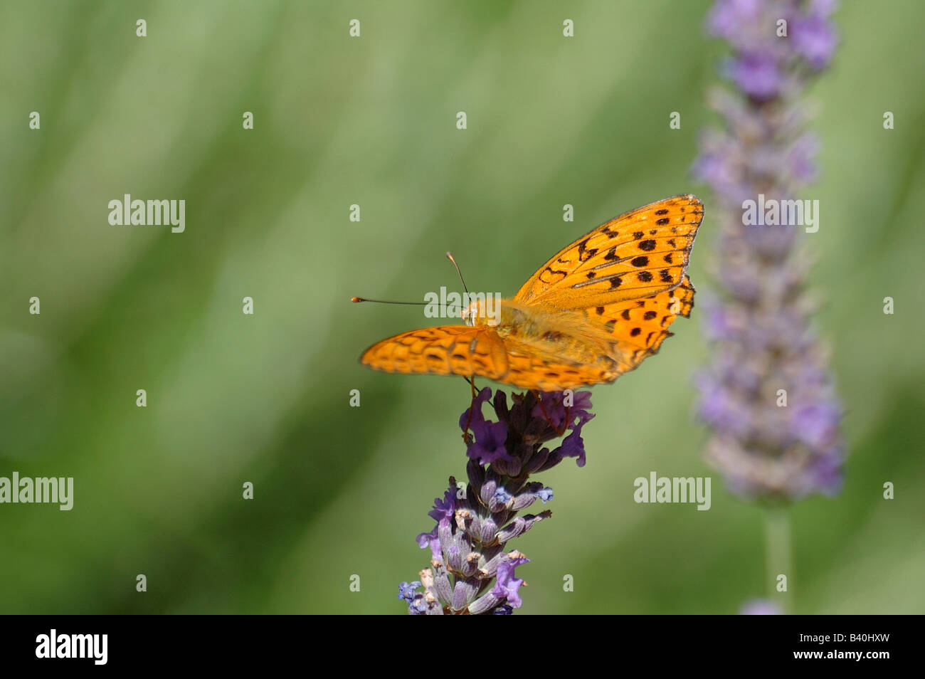 Queen of Spain Fritillary (Issoria lathonia) seen in blooming lavender bush Stock Photo