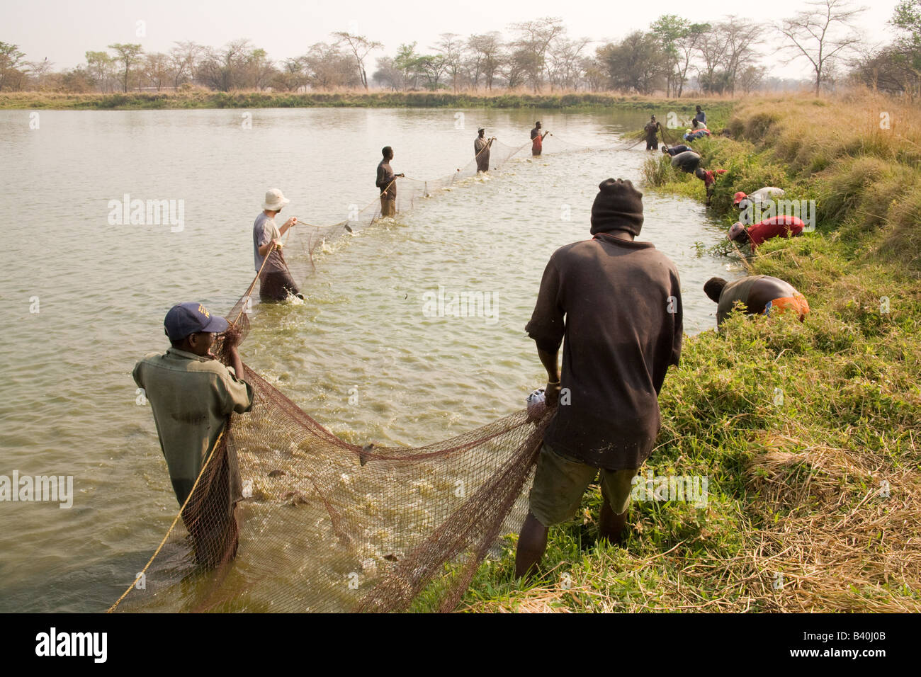 Harvesting tilapia fish from ponds at Kafue Fisheries the largest