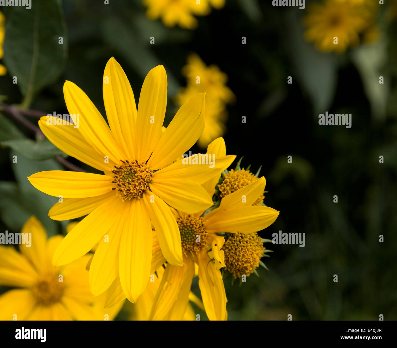 Yellow flower on the roadside Stock Photo Alamy