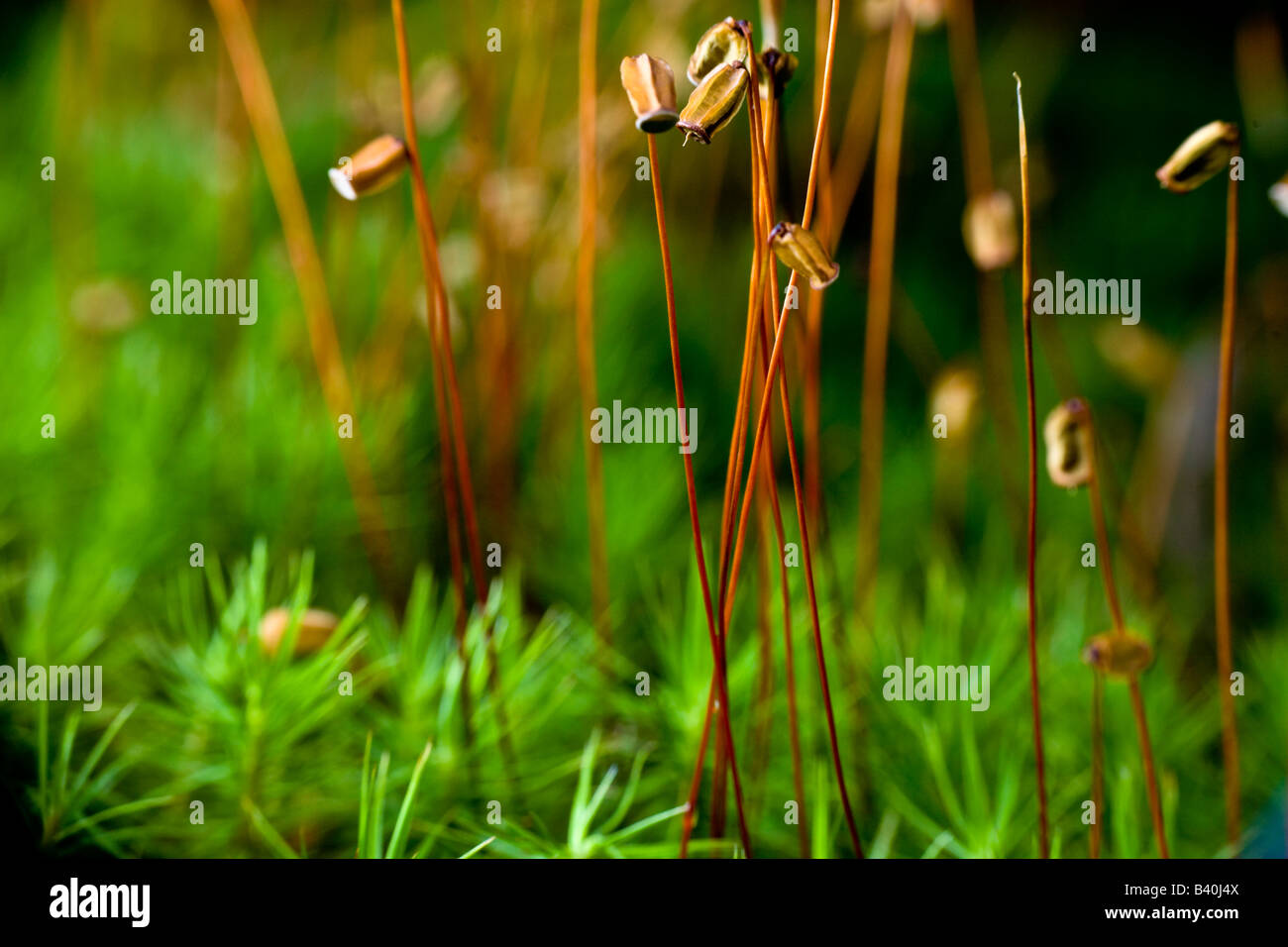 Macro shot of forest moss PA USA Stock Photo