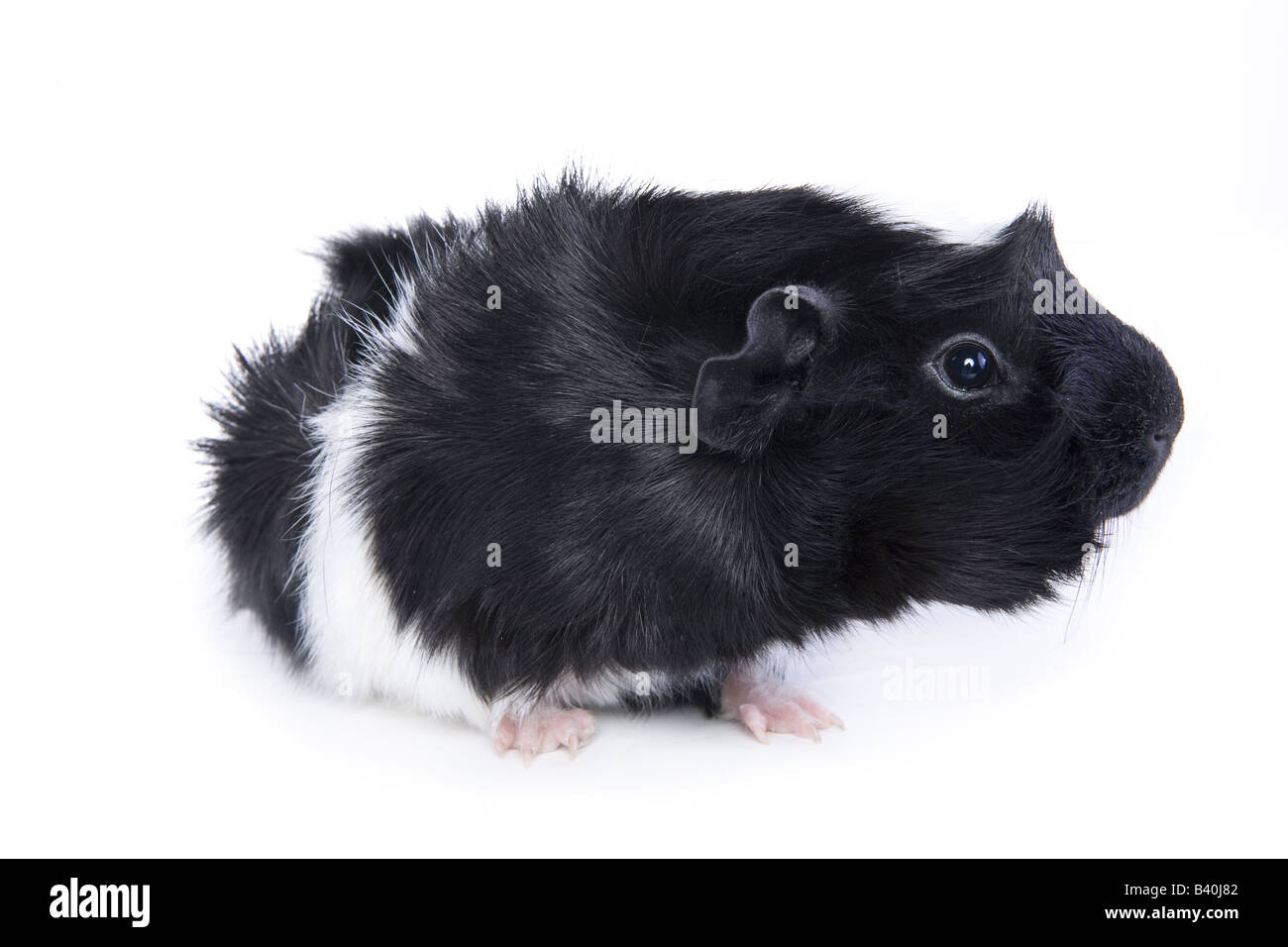 Cute Black and white Abyssinian Guinea pig or Cavy isolated on white background Stock Photo